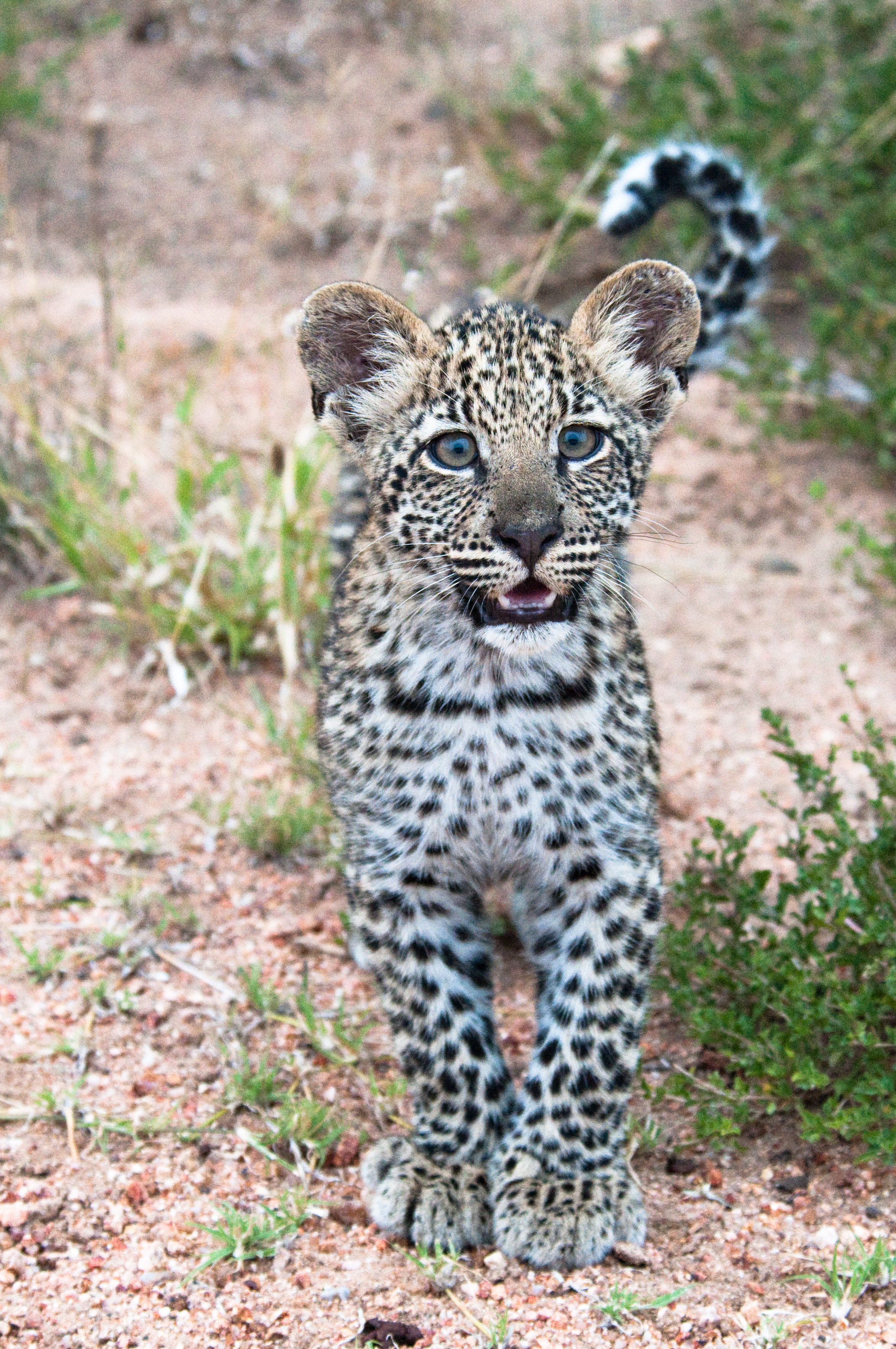 86637 скачать обои дикая природа, леопард, животные, детеныш, африка, хищник, милый - заставки и картинки бесплатно