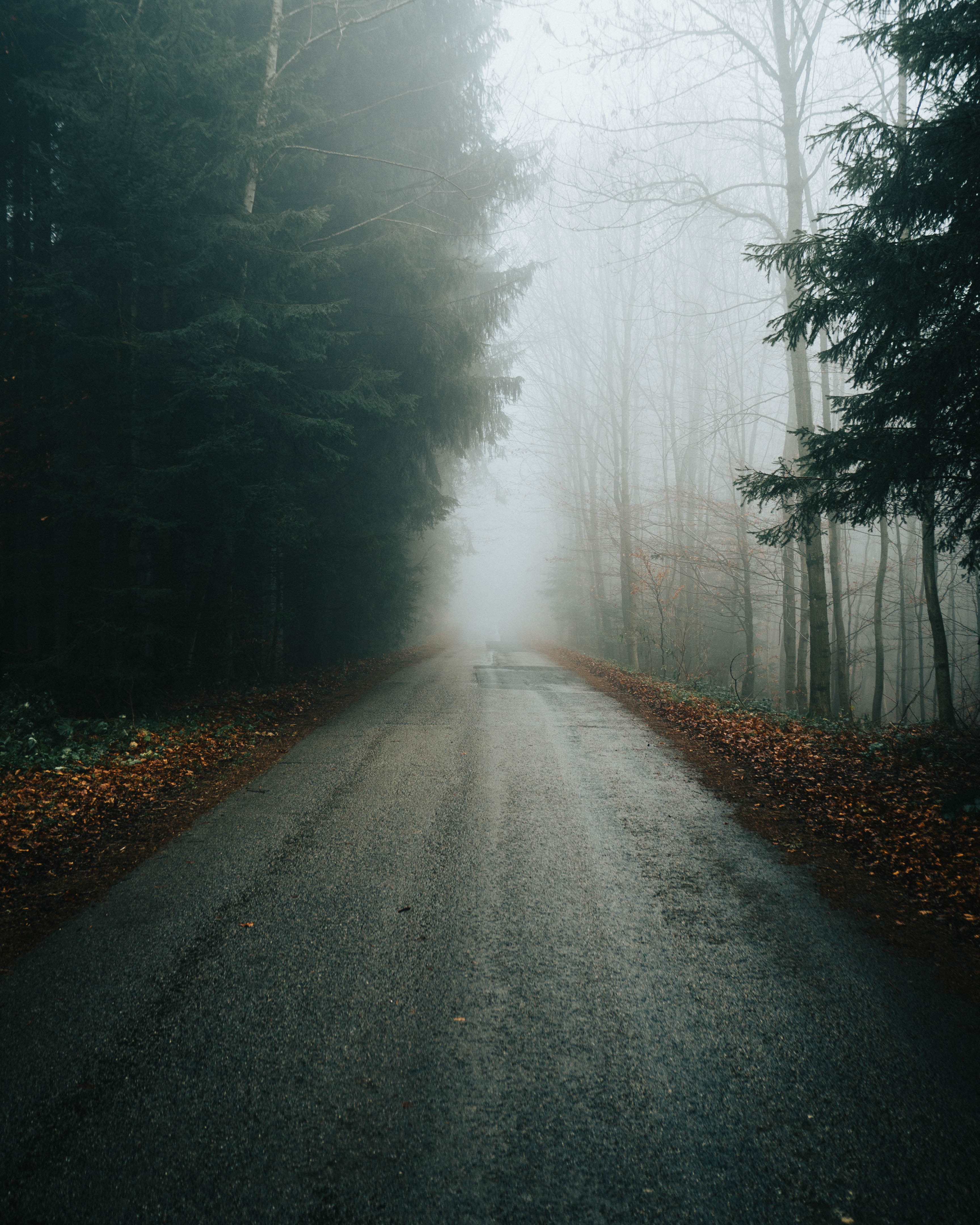 Download mobile wallpaper Branches, Fog, Autumn, Road, Trees, Nature for free.