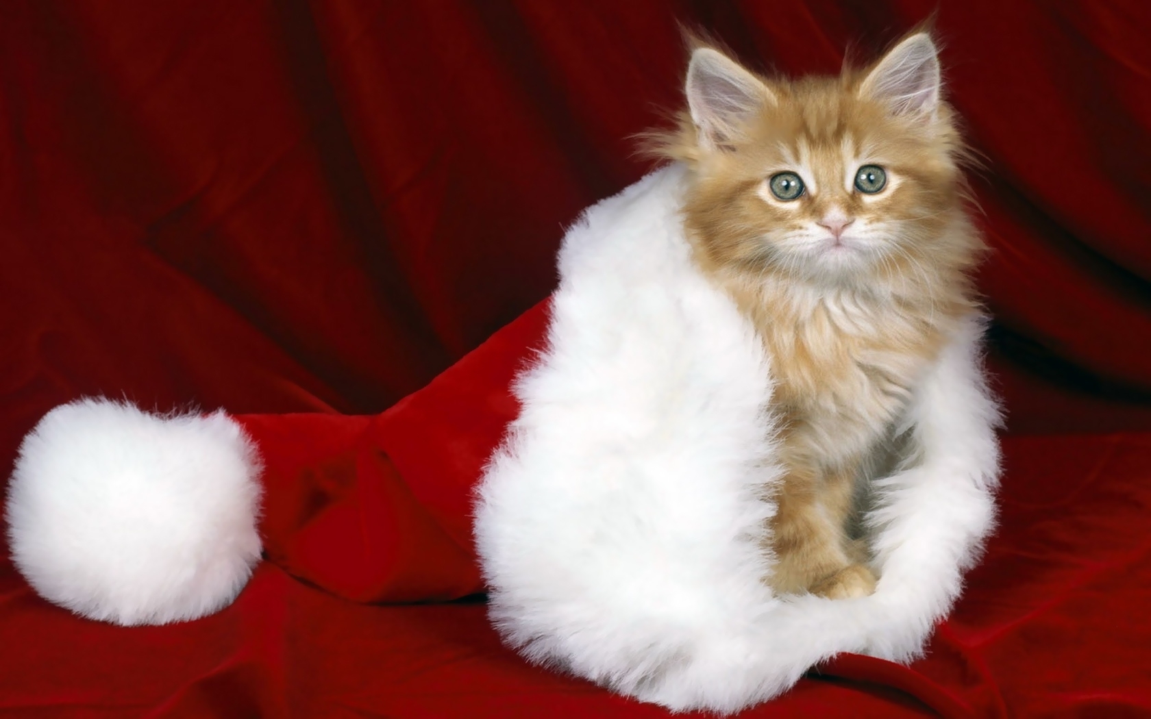 Скачати мобільні шпалери Свята, Тварини, Різдво, Новий Рік, Кішки безкоштовно.
