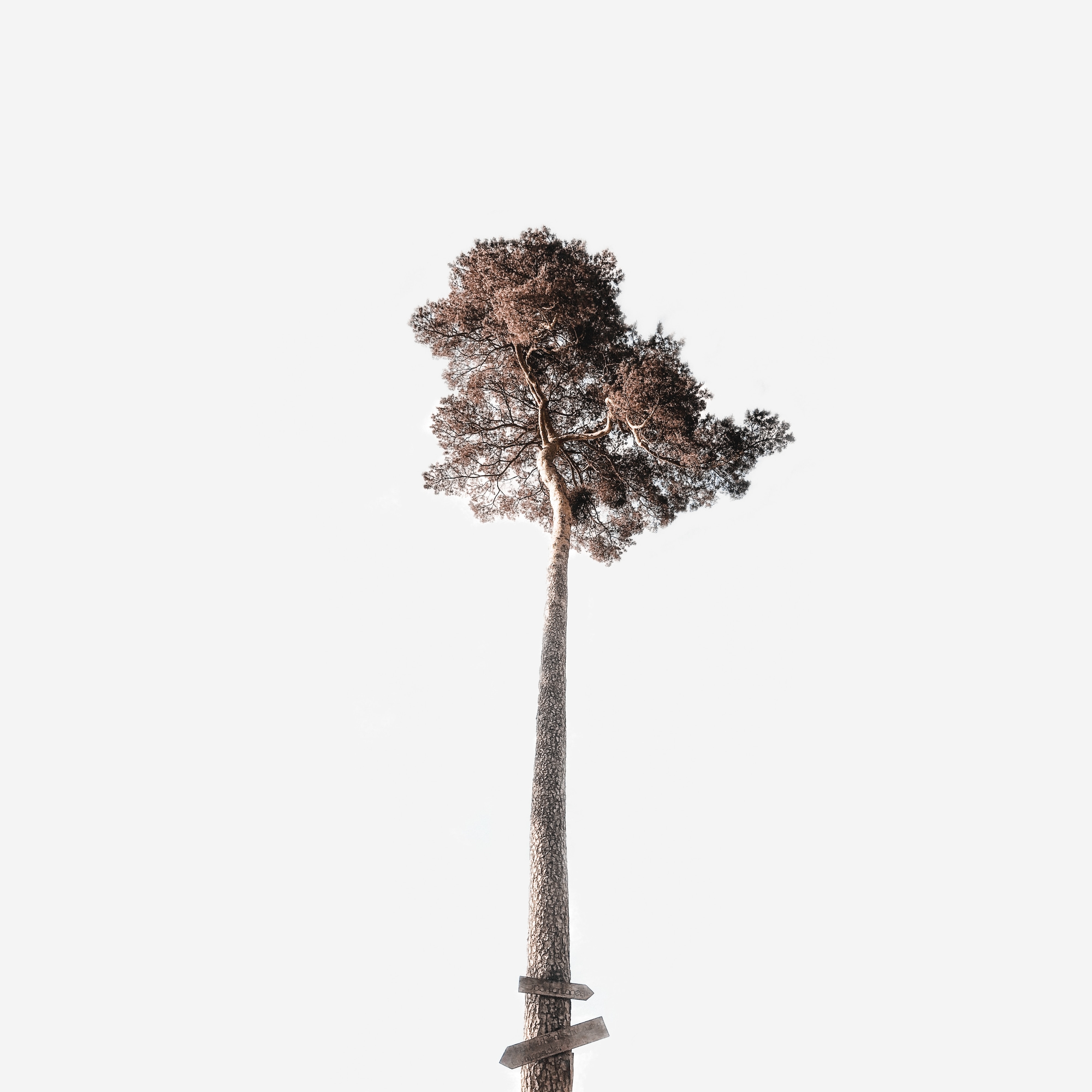minimalism, sky, wood, tree, krone, crown, trunk, high, tall 4K
