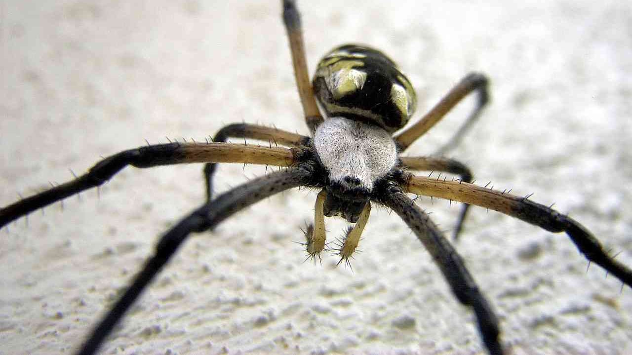 animal, spider mobile wallpaper