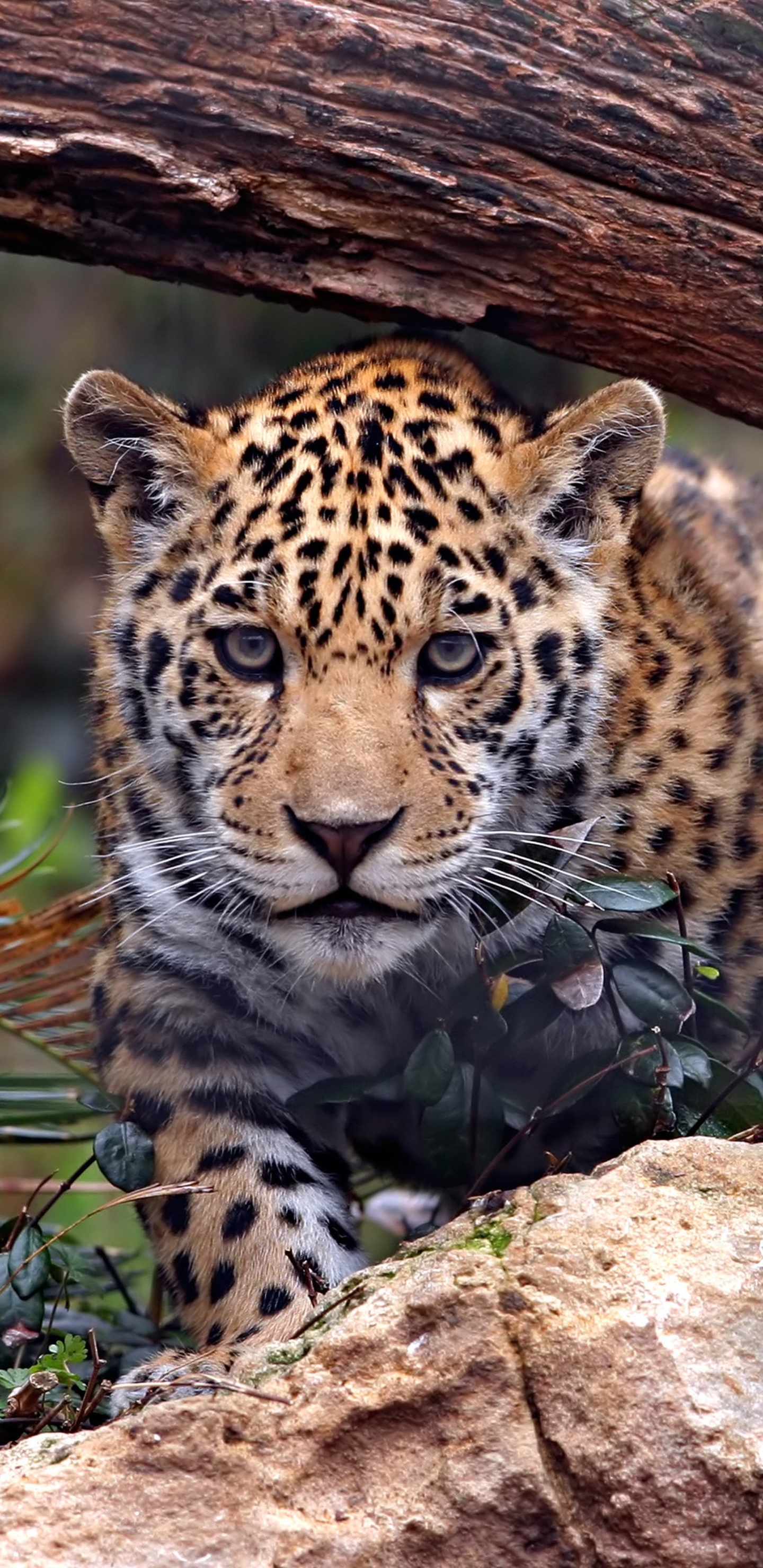 Download Leopard wallpapers for mobile phone, free Leopard HD