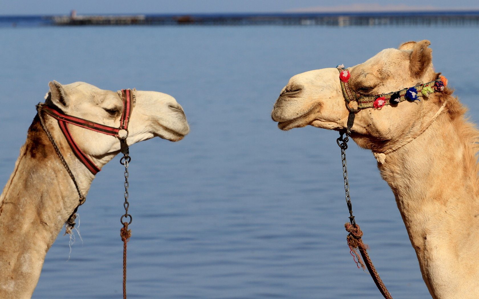51513 скачать обои верблюды, упряжка, животные, вода, пара - заставки и картинки бесплатно