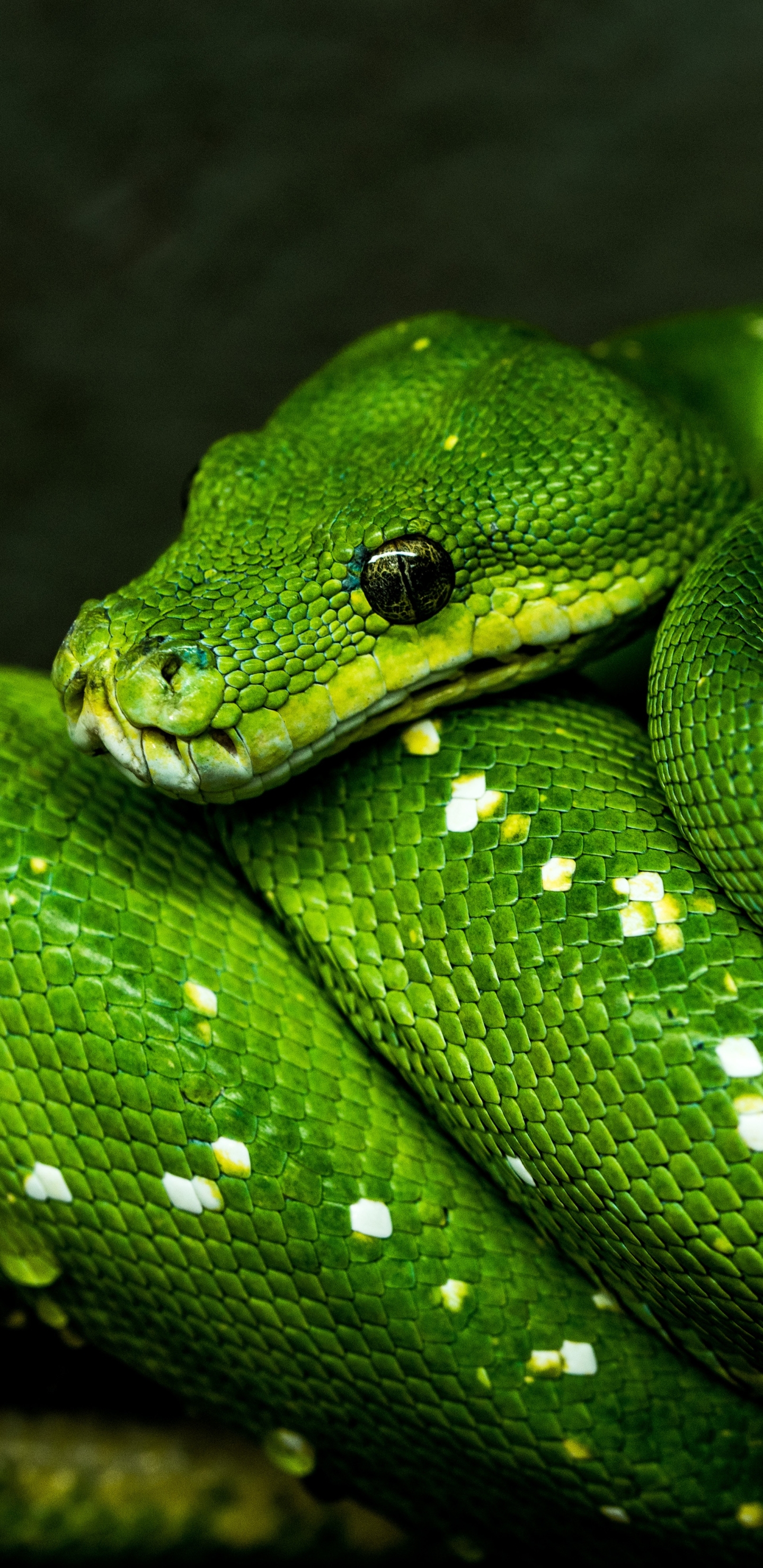 1173422 下載圖片 动物, 蟒蛇, 蛇, 爬虫, 爬行动物 - 免費壁紙和屏保