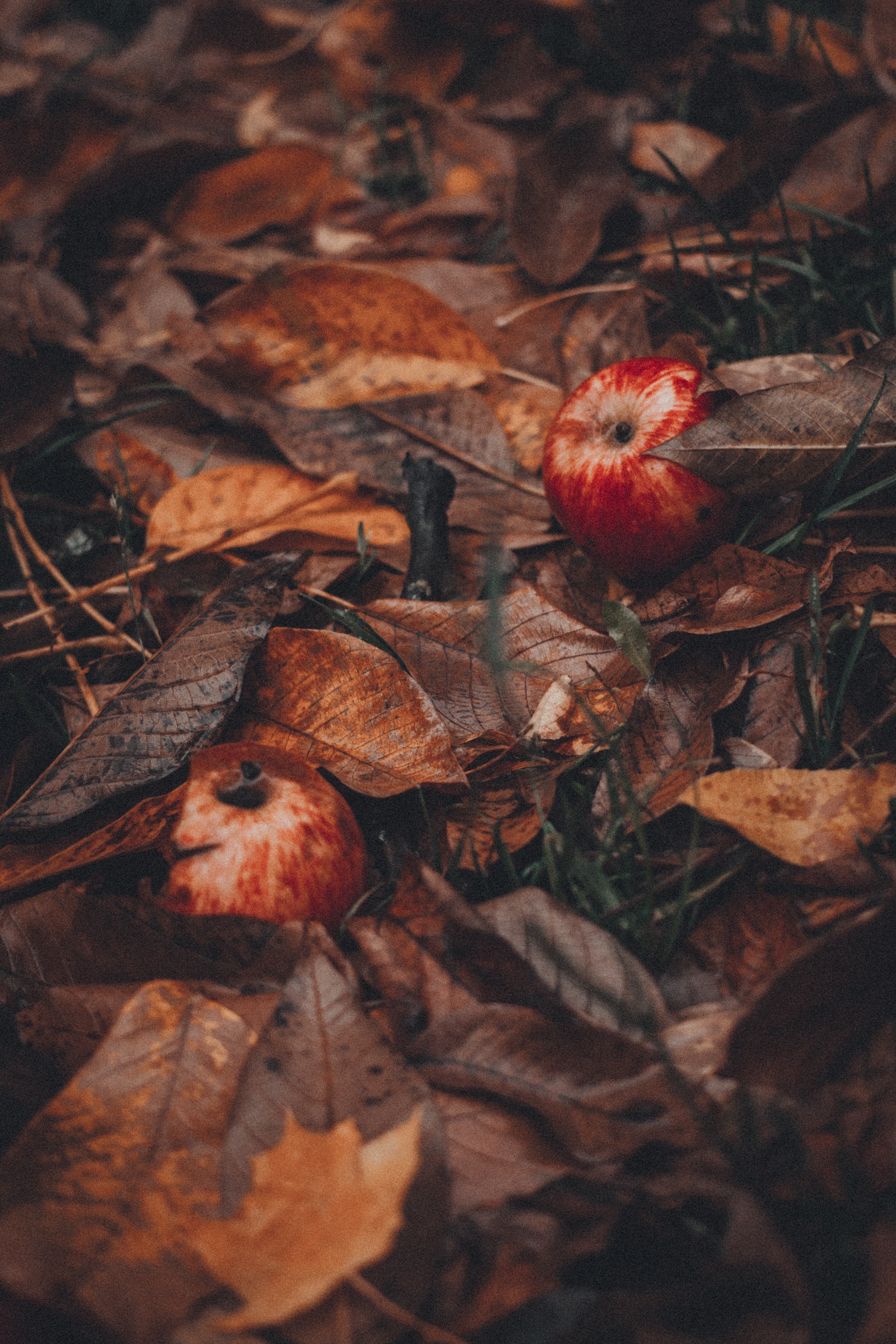 food, grass, autumn, leaves, apples, harvest