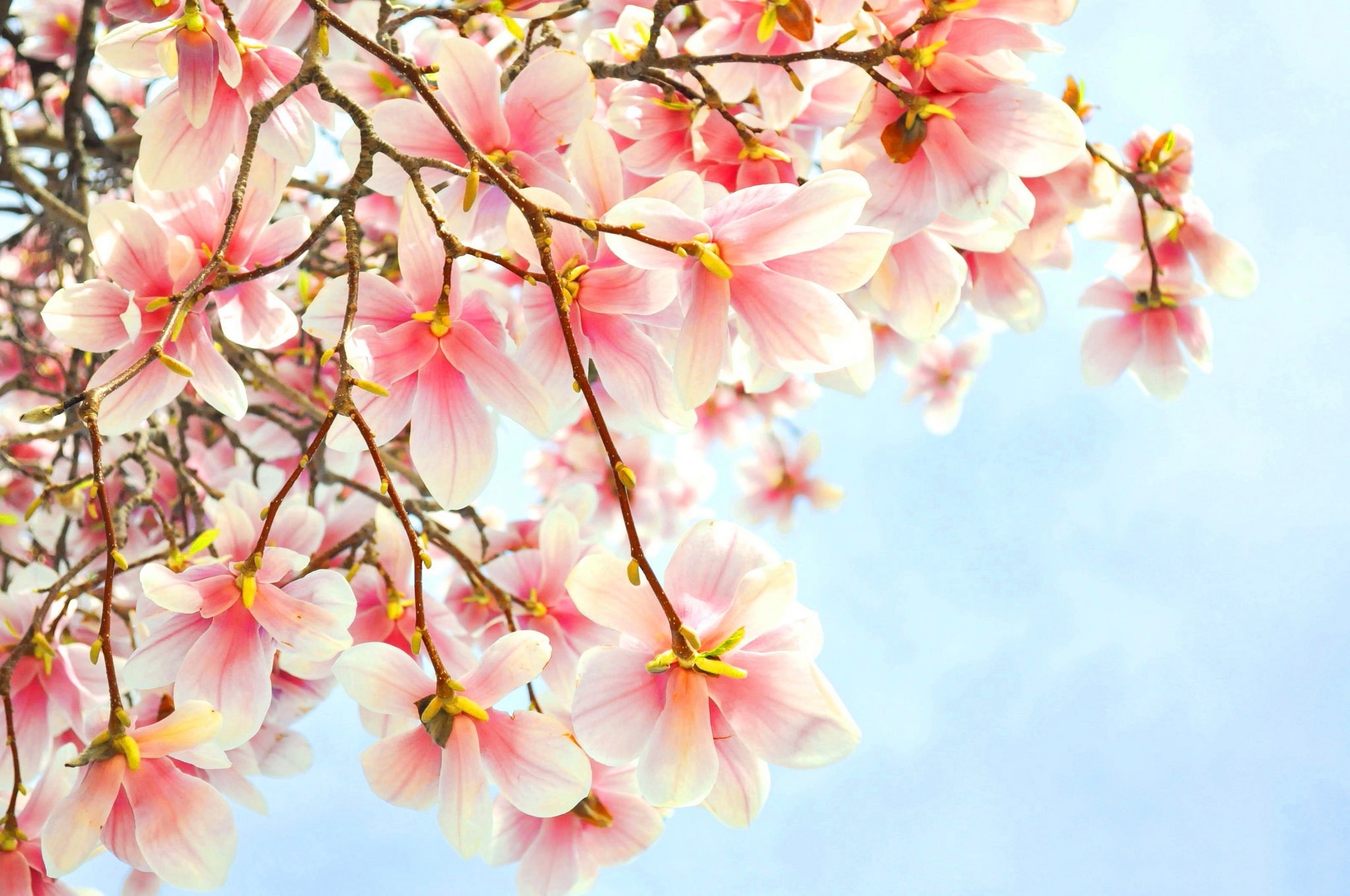 magnolia, earth, blossom, close up, pink flower, tree, trees 1080p