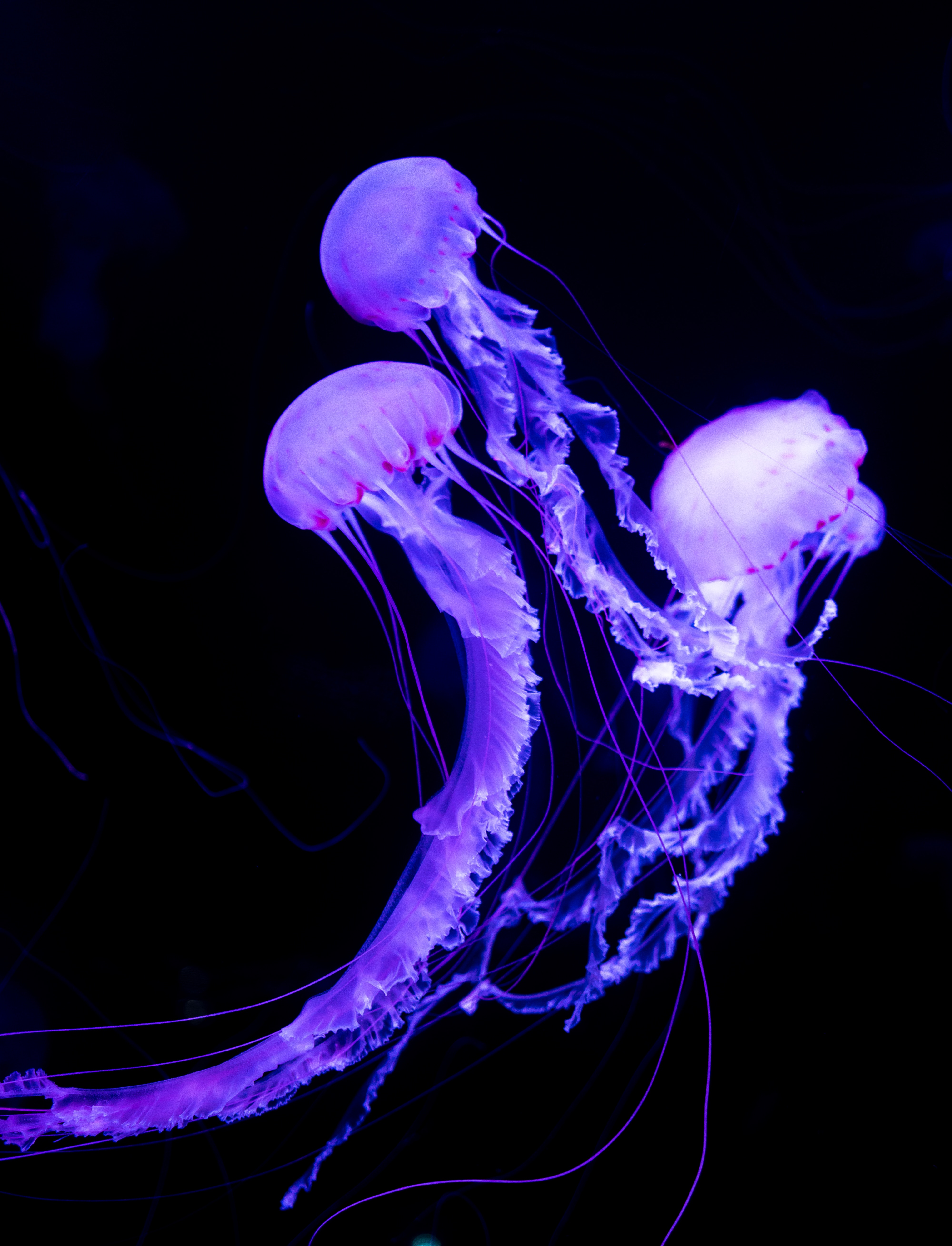114807 скачать картинку неон, медузы, подводный мир, животные, светящийся - обои и заставки бесплатно