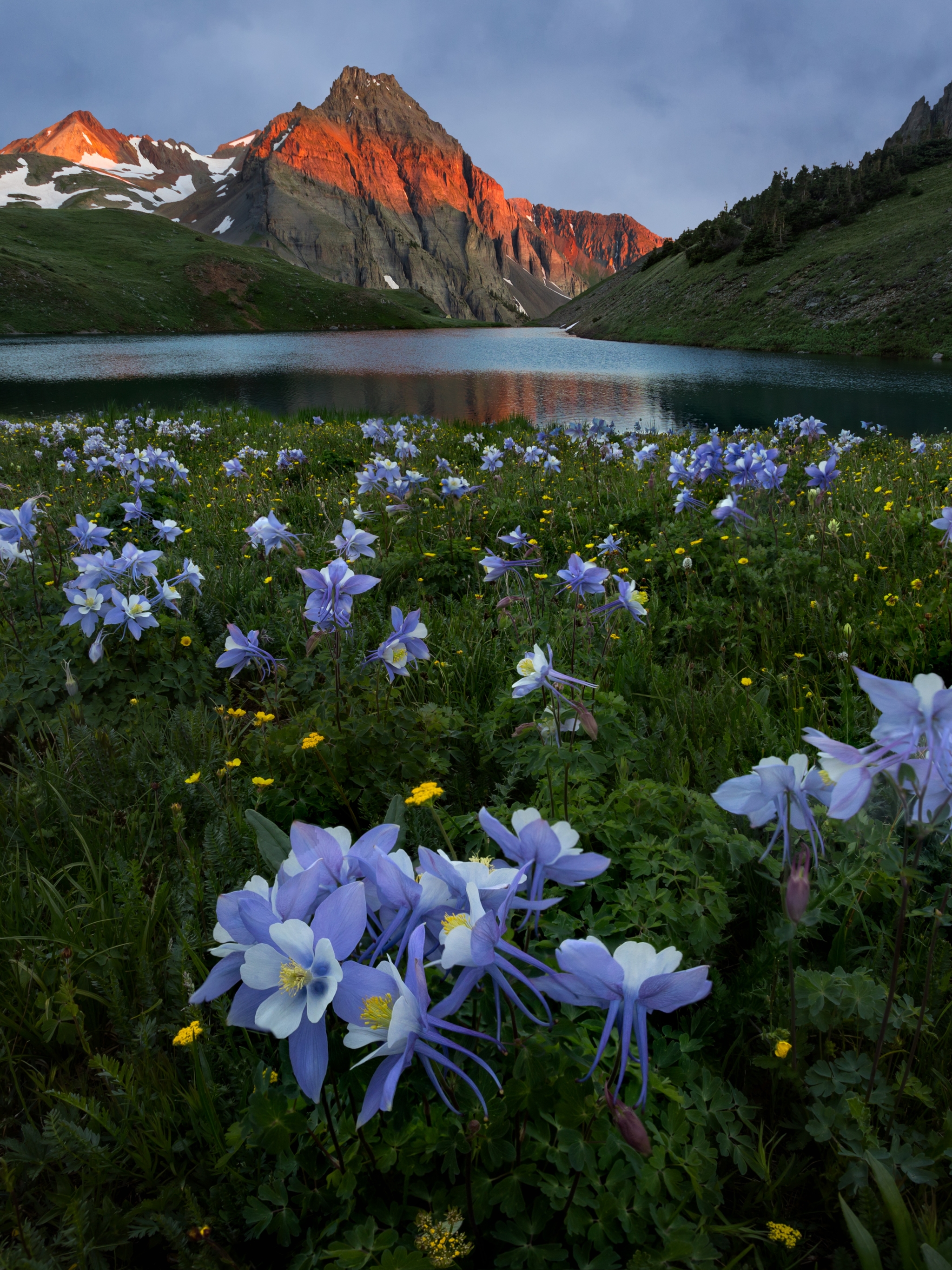 Фото эдельвейса цветка на фоне гор