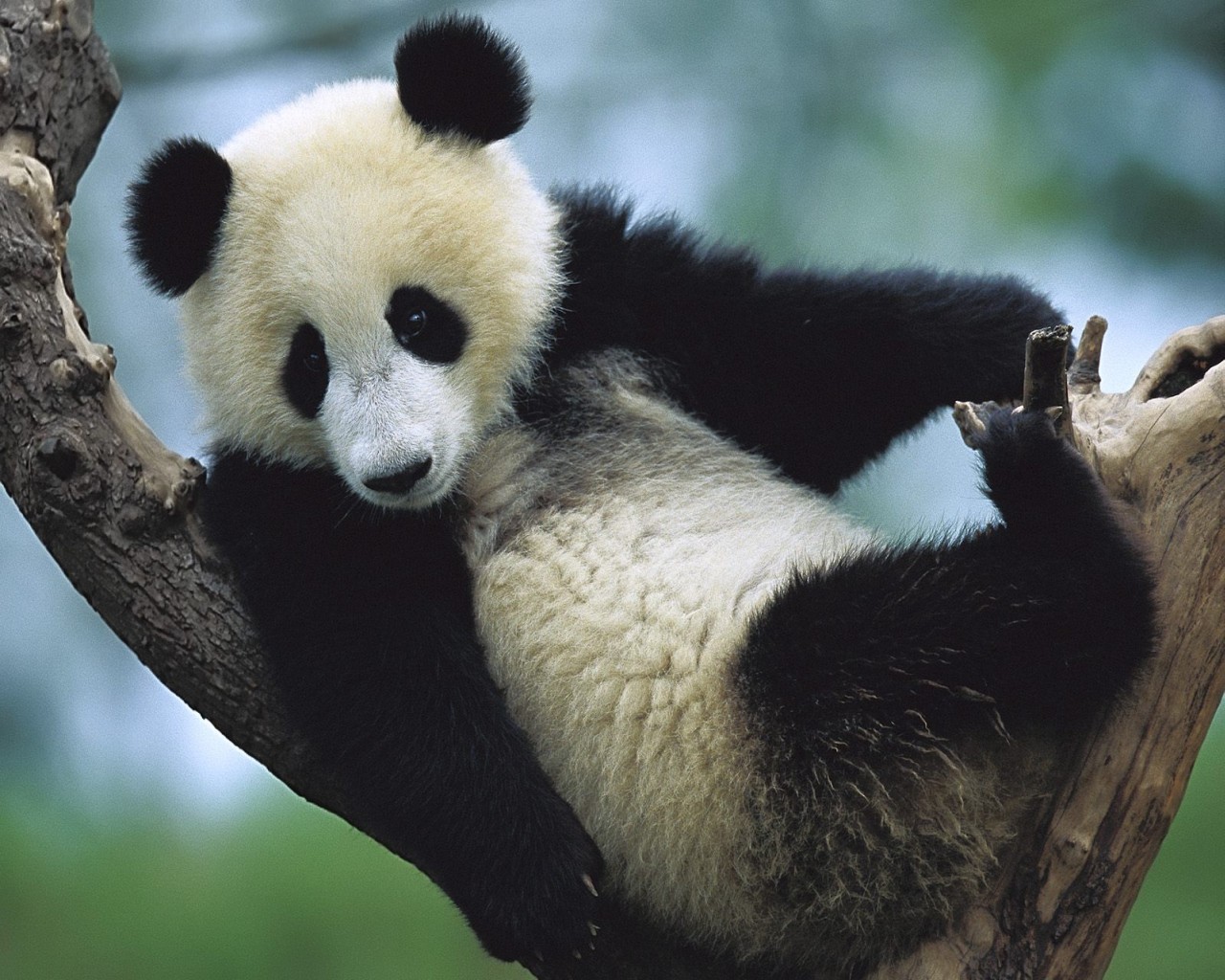 9847 Hintergrundbild herunterladen tiere, bären, pandas - Bildschirmschoner und Bilder kostenlos
