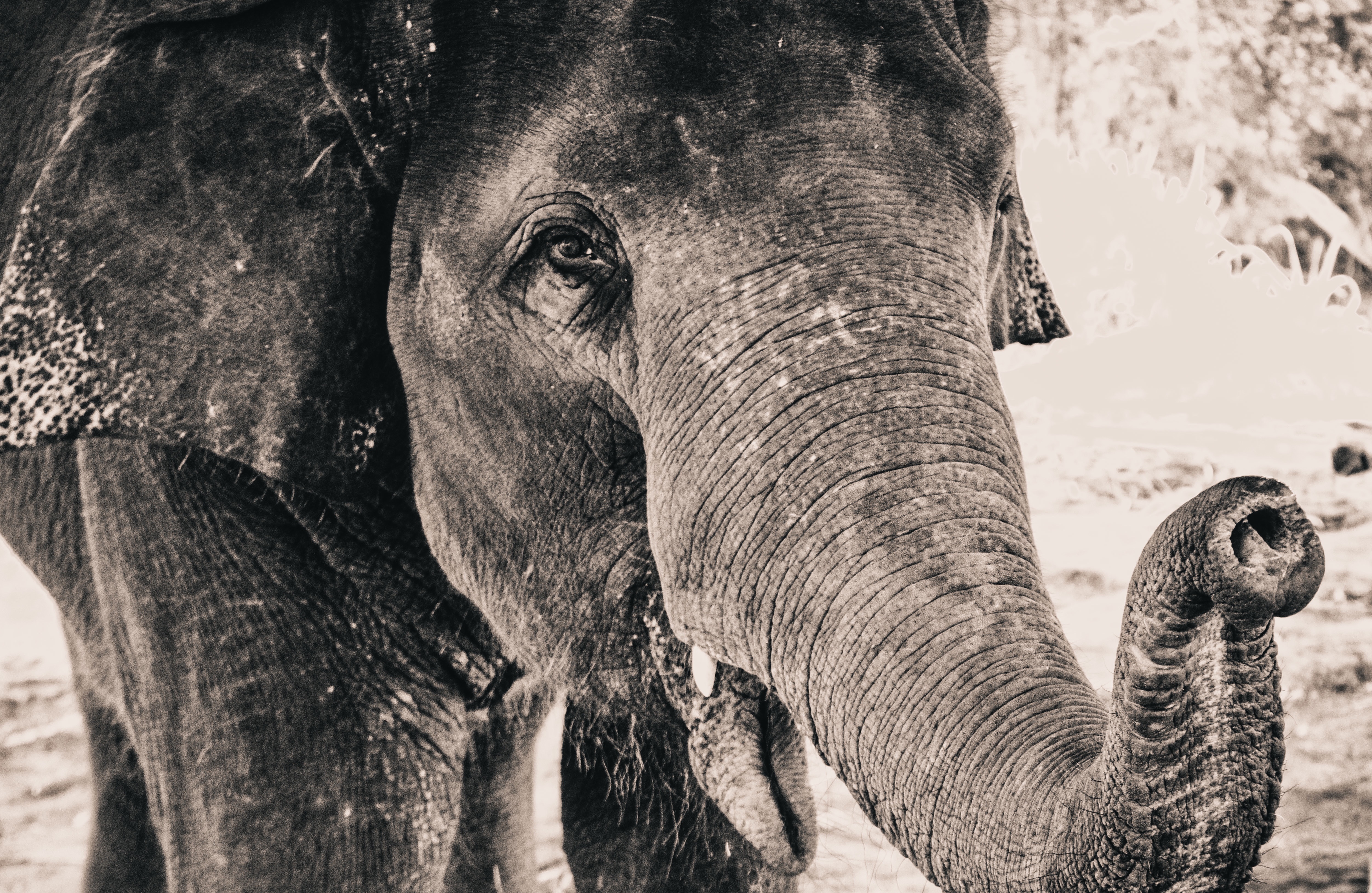 Download mobile wallpaper Trunk, Close Up, Elephant, Animals for free.