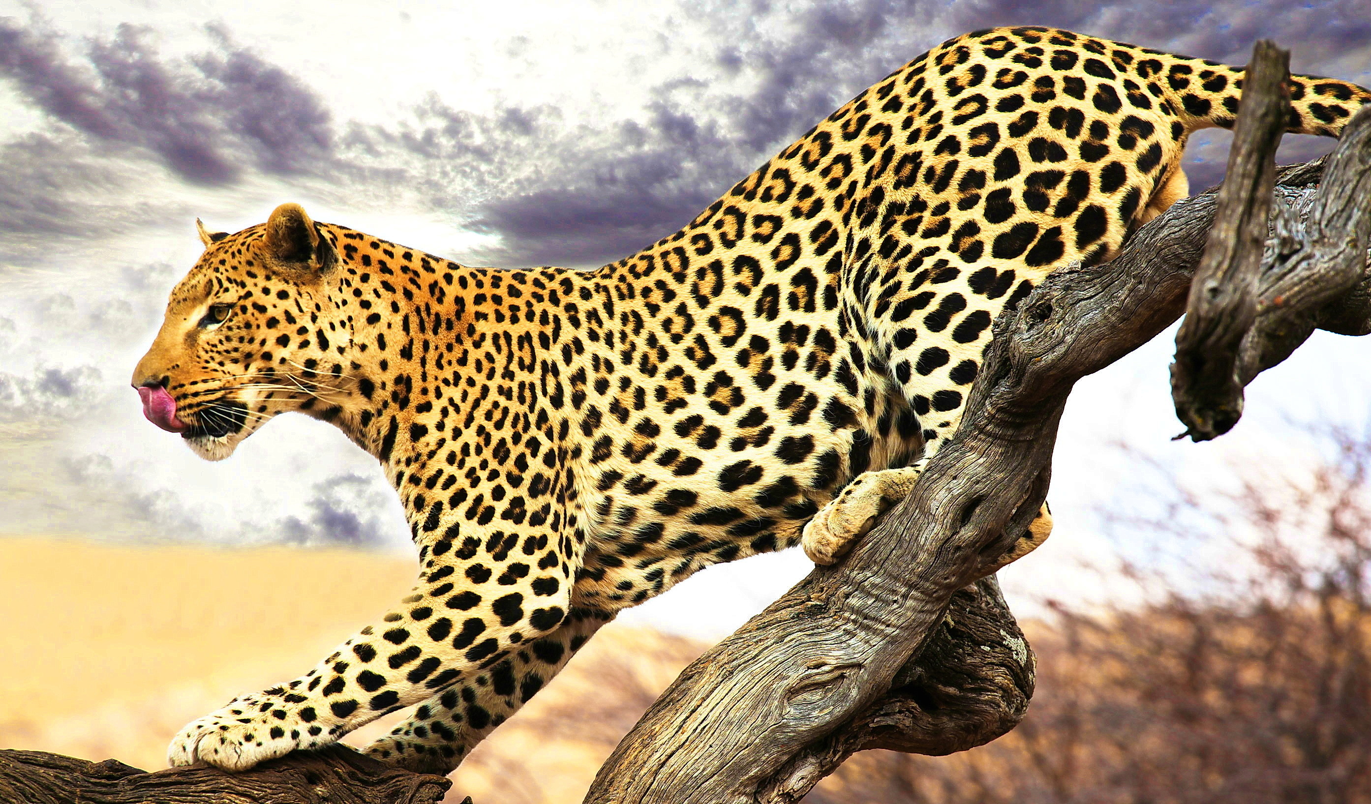 Леопард Обои