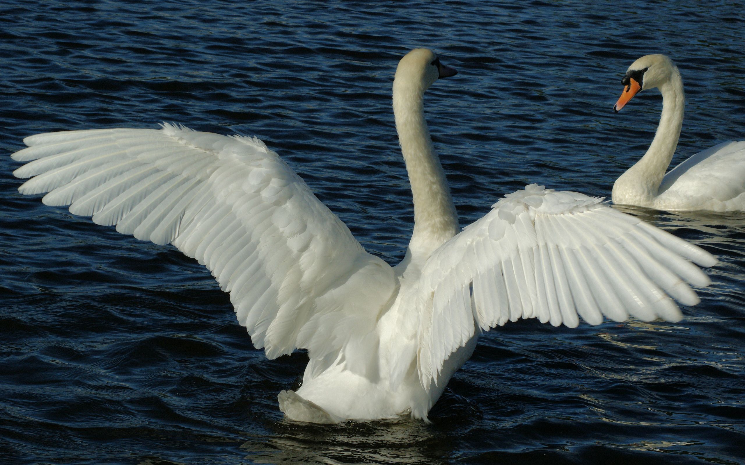 swans, animals, water, swimming, couple, pair, wings, wave, sweep