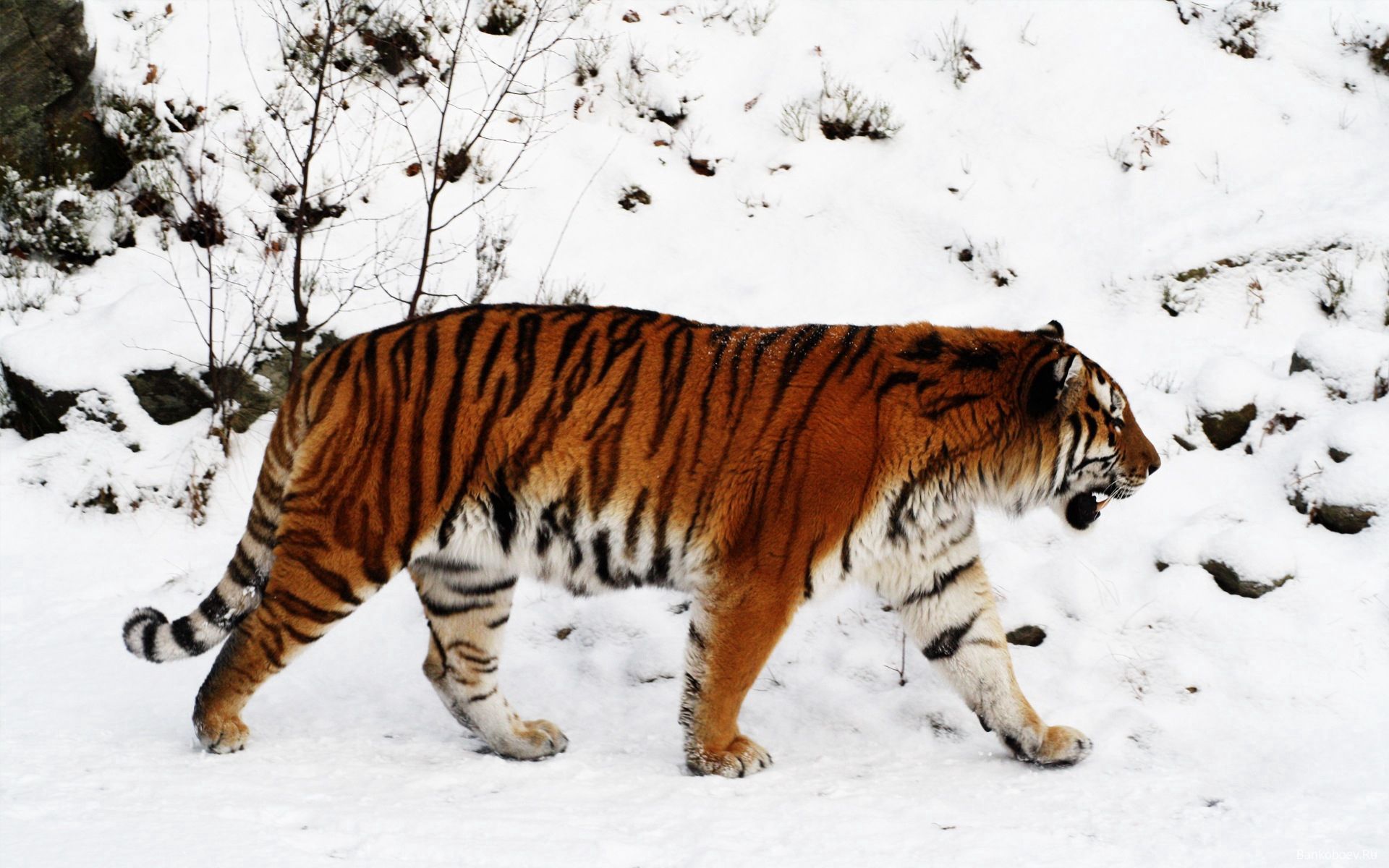 Download mobile wallpaper Animals, Predator, Stroll, Snow, Big Cat, Tiger, Color for free.