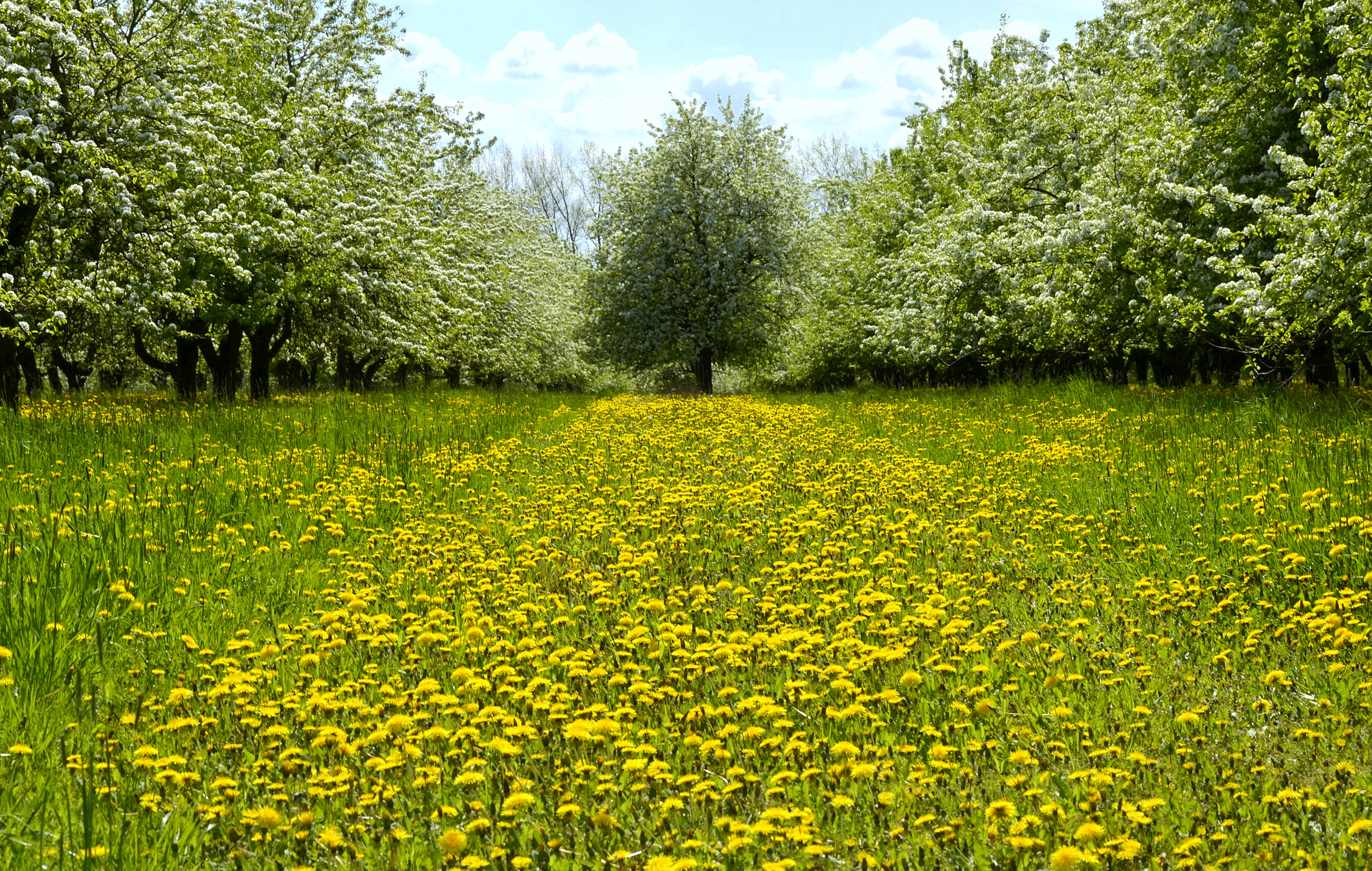 1502101 下載圖片 自然, 树, 开花, 蒲公英, 场地 - 免費壁紙和屏保
