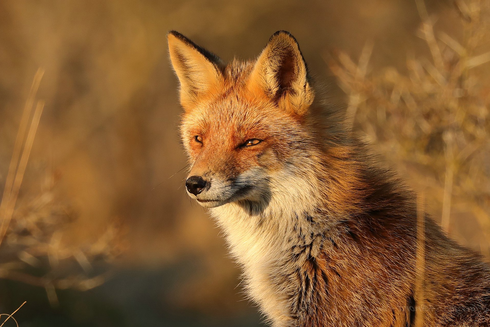 Red Fox face