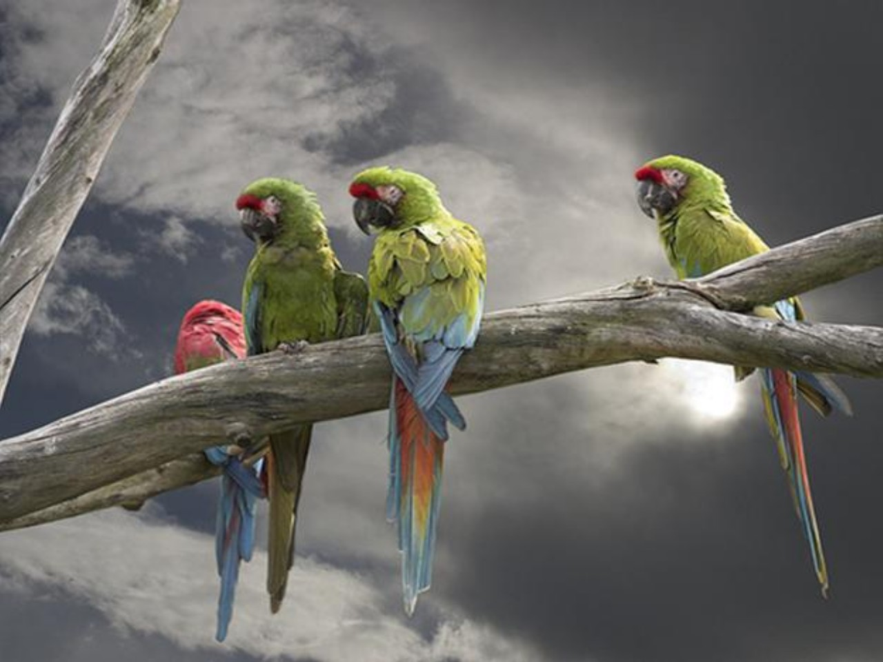 animal, macaw, bird