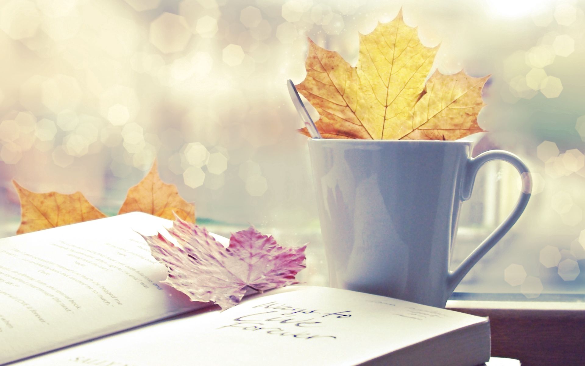 book, nature, autumn, cup, sheet, leaf Free Stock Photo