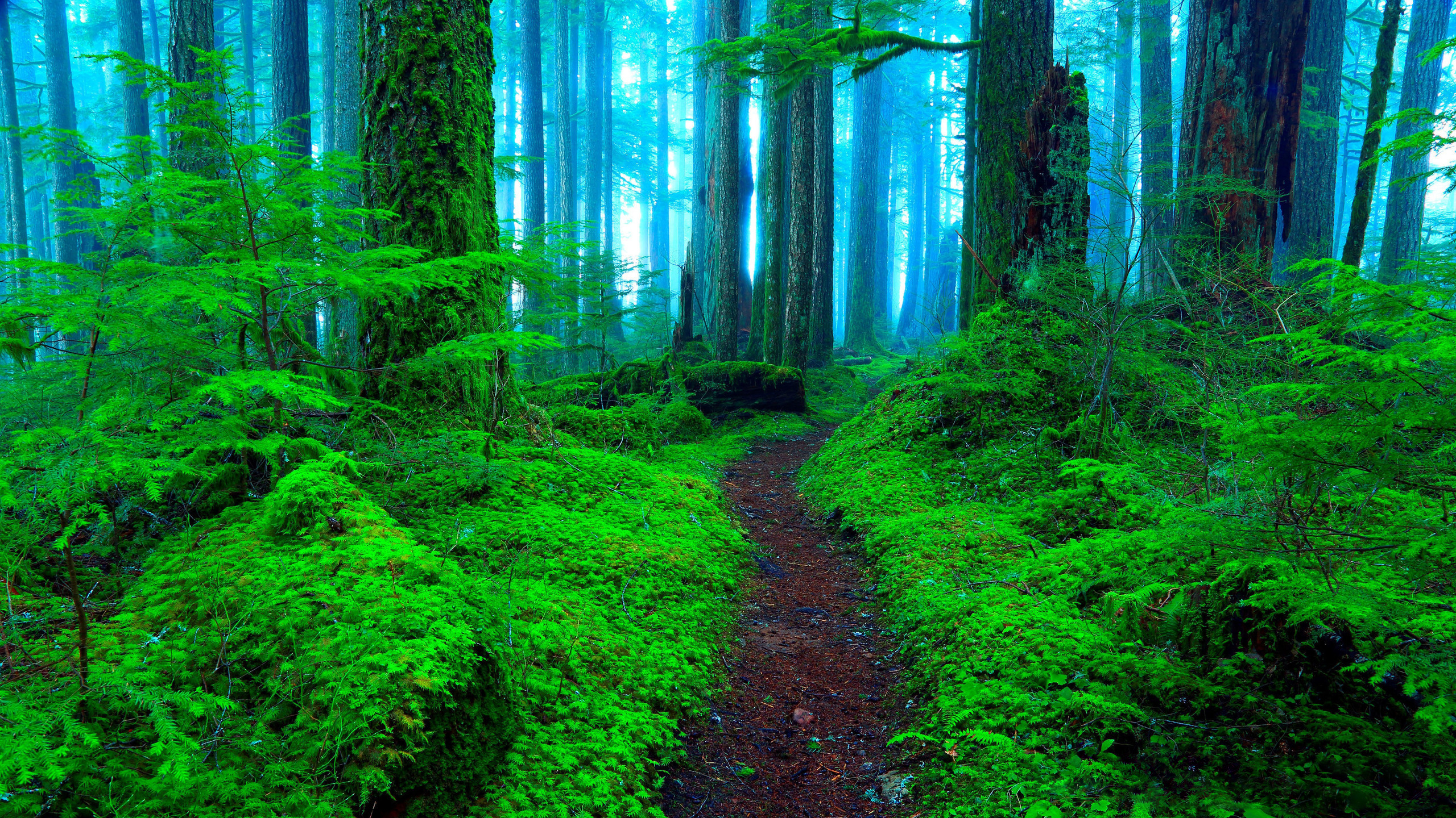 839626 скачать картинку дорожка, зелень, туман, лес, земля/природа - обои и заставки бесплатно
