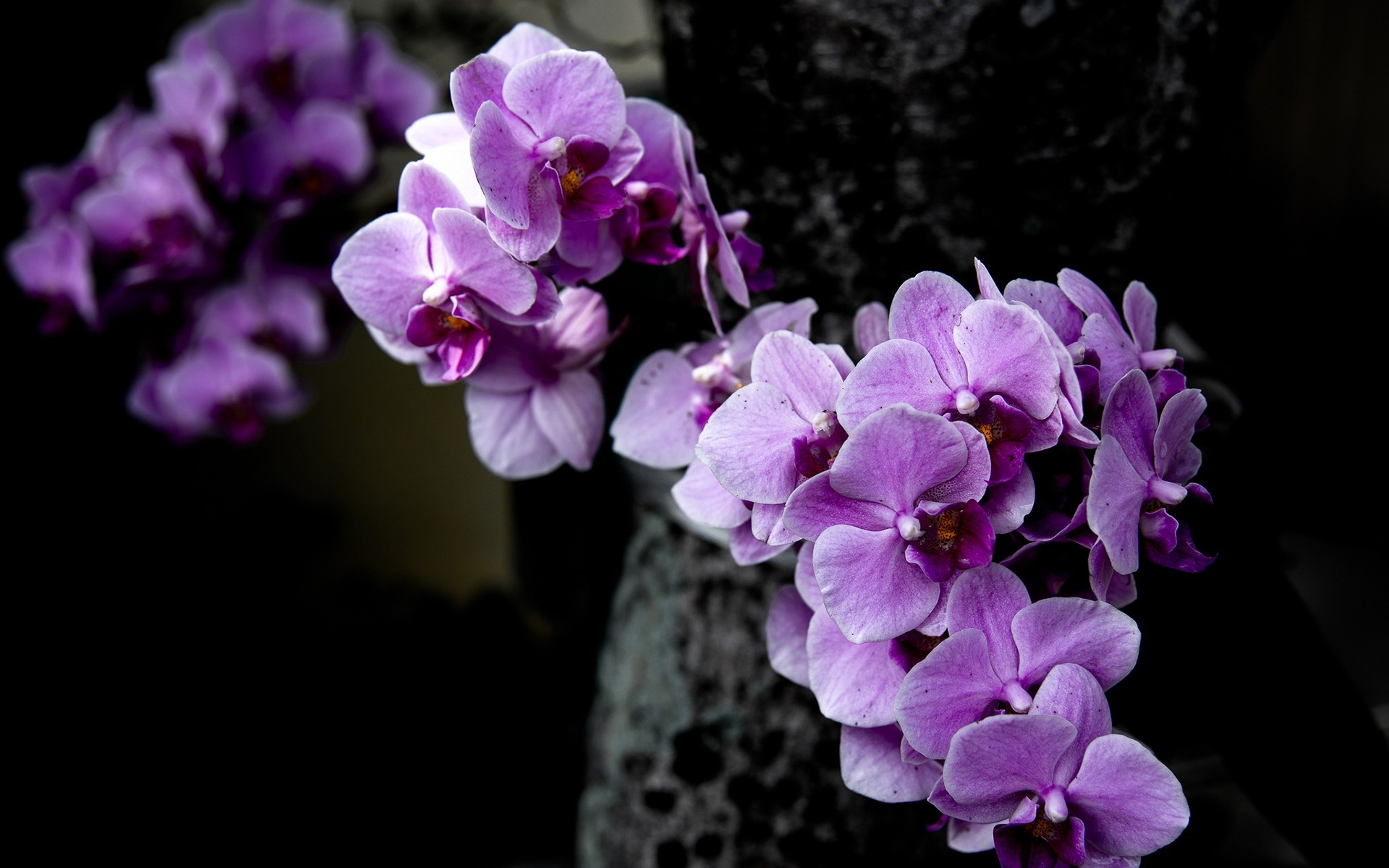 Орхидея Purple Rain