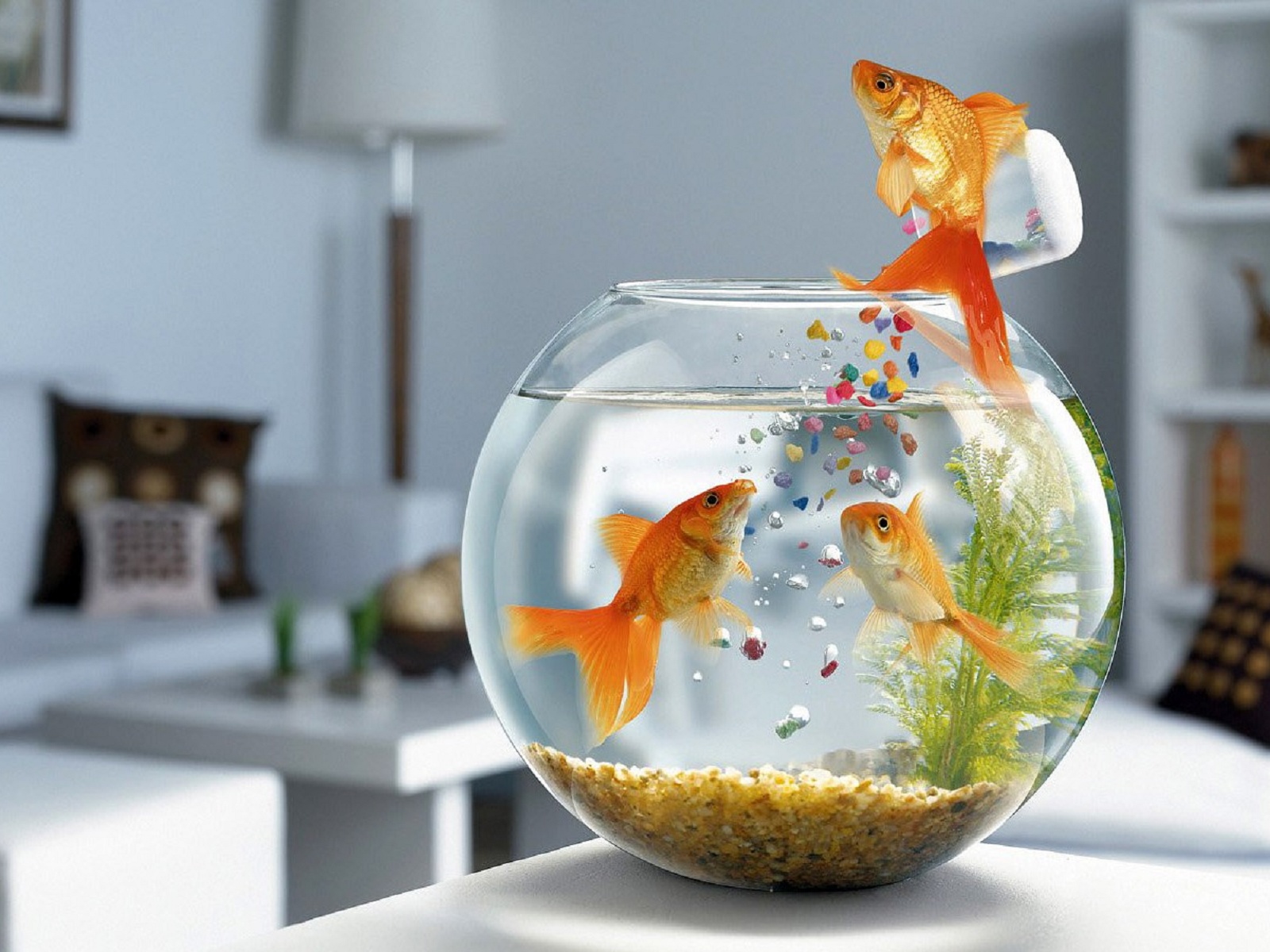 goldfish, animal, fish for android