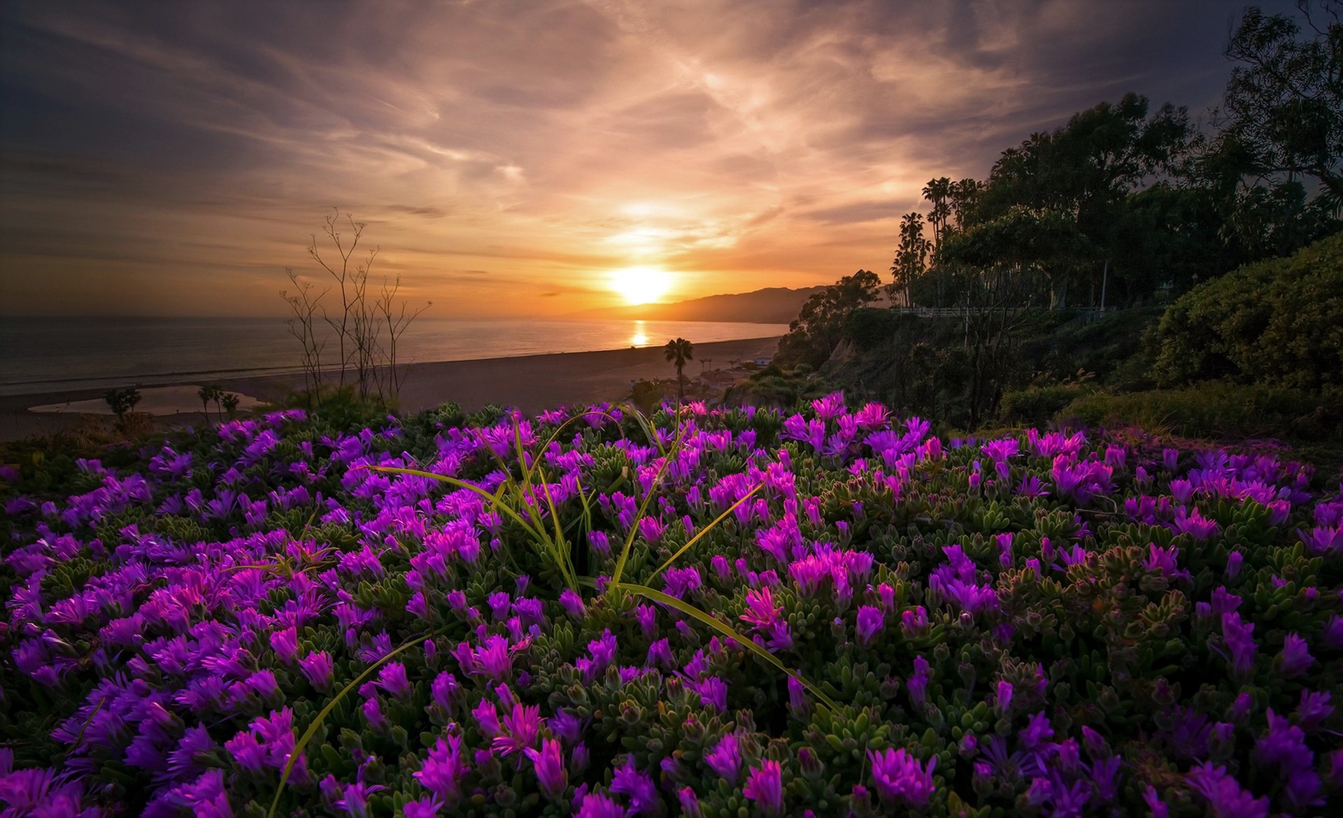Яркие цветы на море. Красивые растения. Фиолетовые цветы в природе. Пейзаж цветы. Розовый цвет в природе.