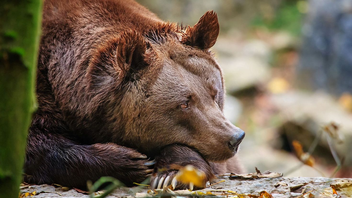 К чему снится много медведей. Животные. Медведь. Природа и животные. Фотографии животных.