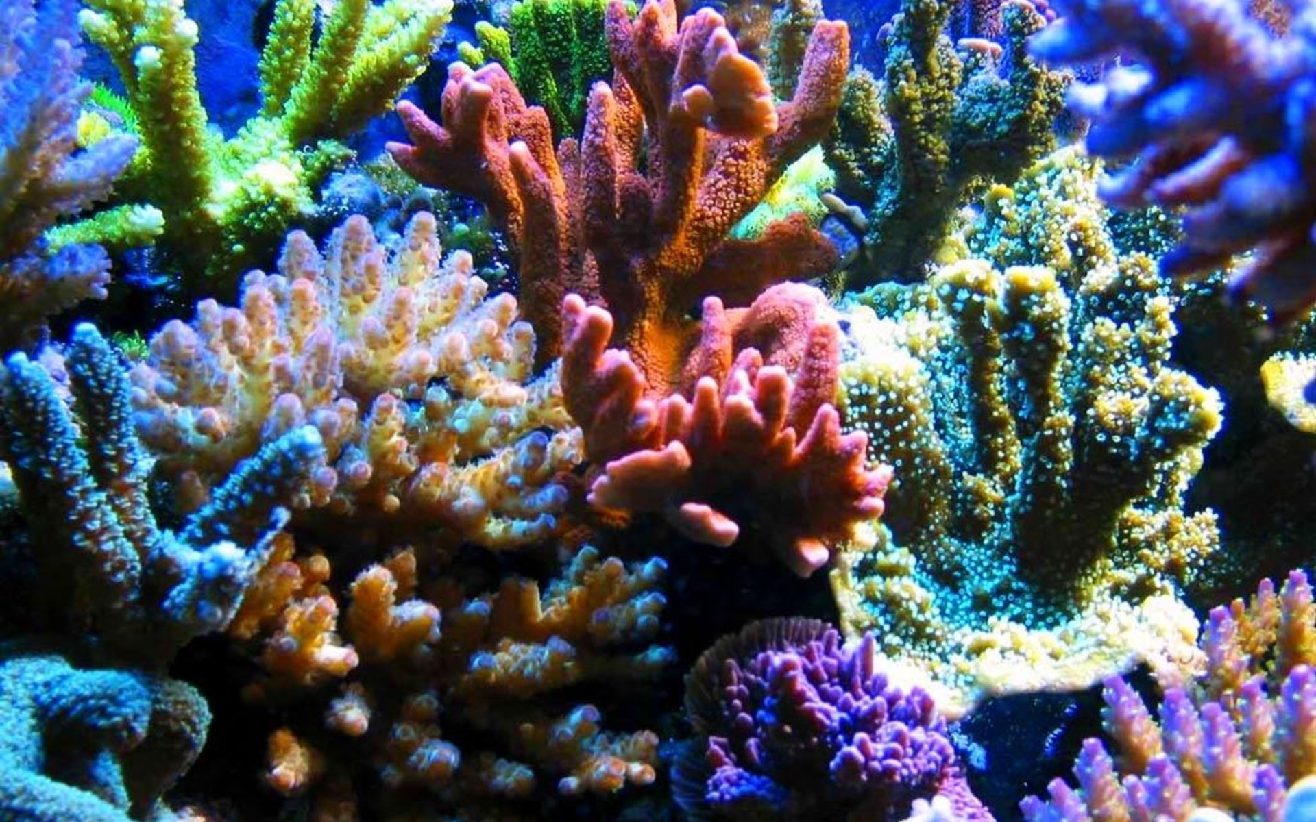 Личинка коралловых полипов