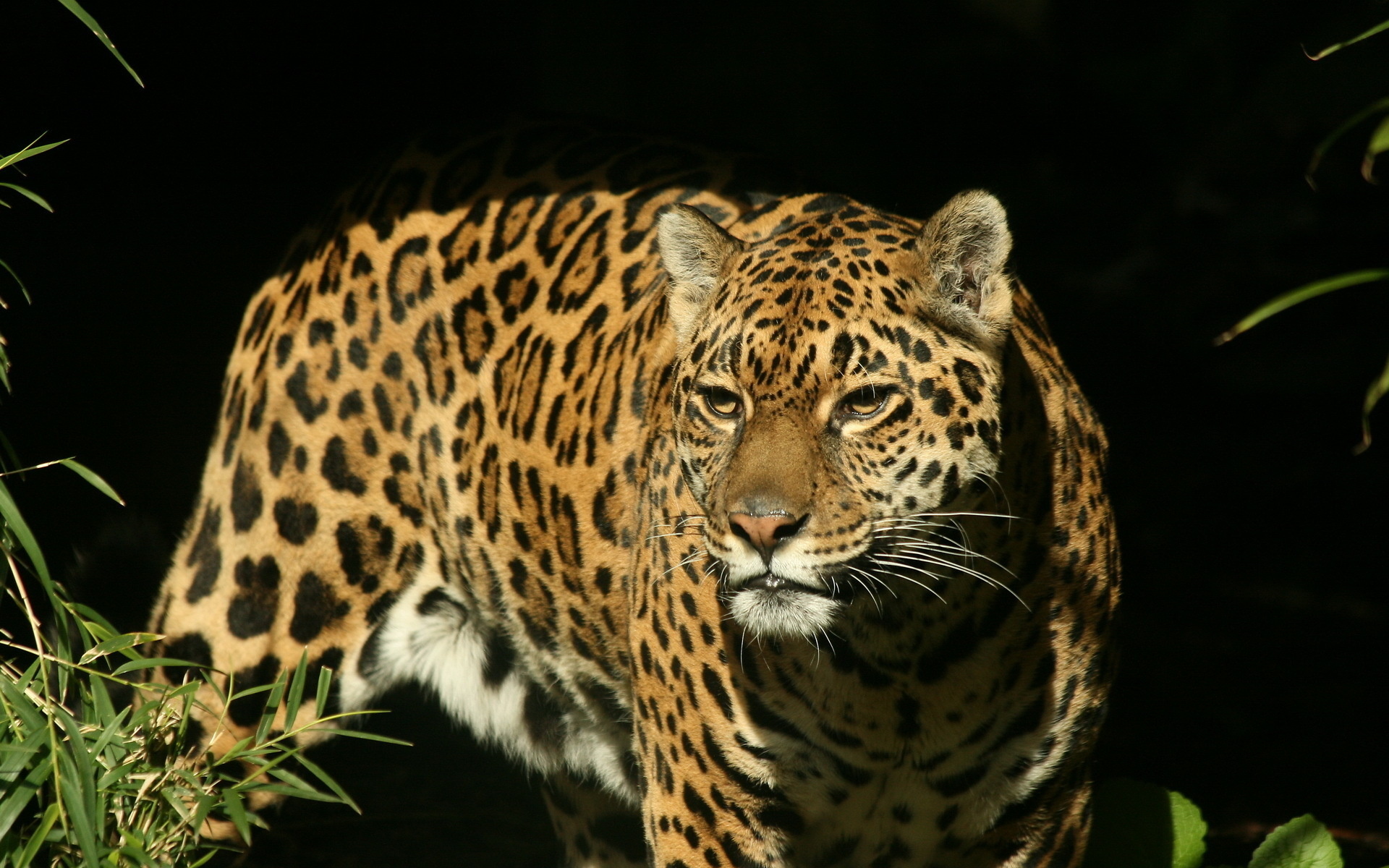 Mobile wallpaper animal, jaguar, panther, cats