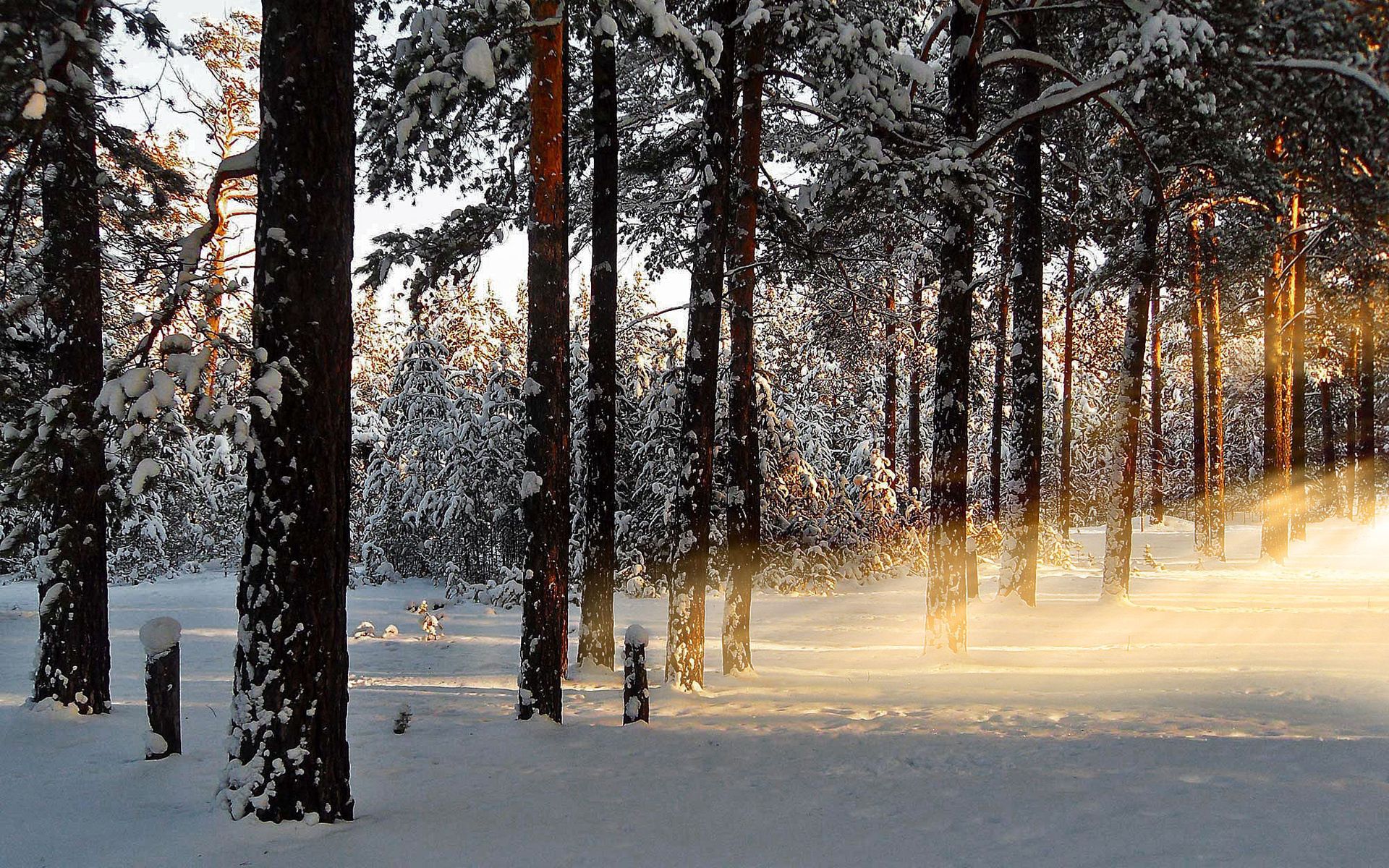 157271 Hintergrundbild herunterladen winter, natur, bäume, scheinen, licht, balken, strahlen, wald, erwachen - Bildschirmschoner und Bilder kostenlos