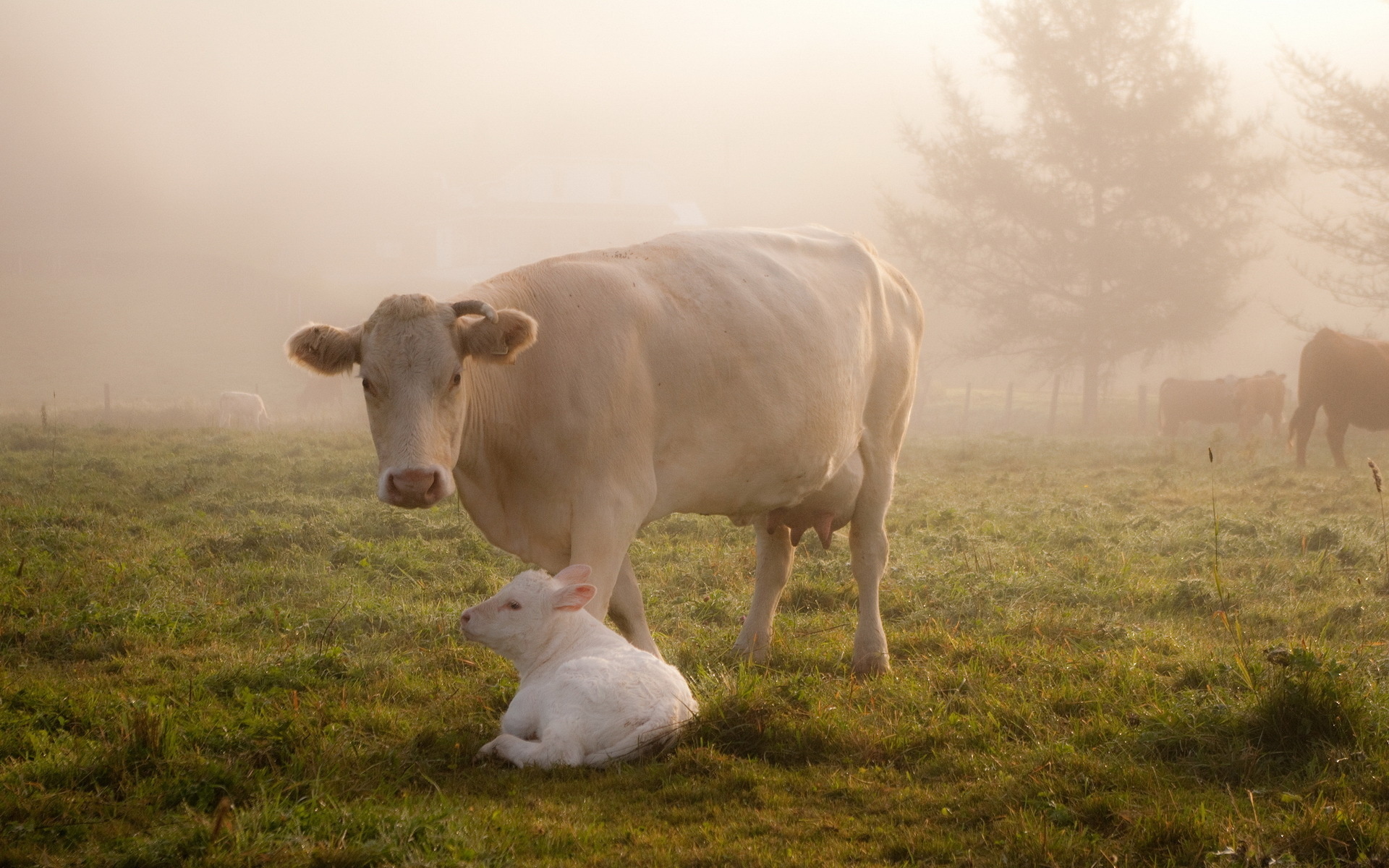542897 скачать обои корова, животные, милые, туман - заставки и картинки бесплатно