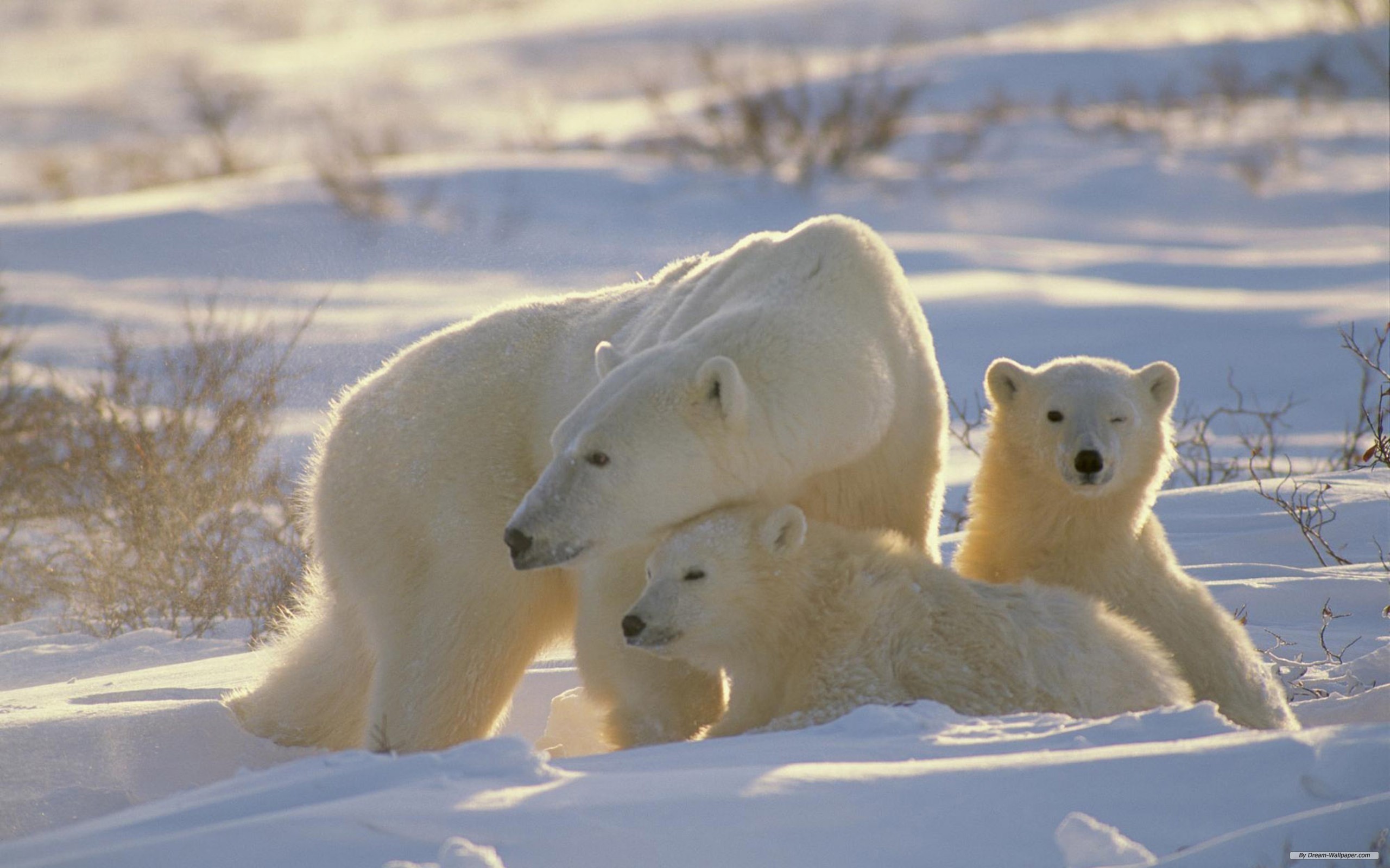 animal, polar bear, bears