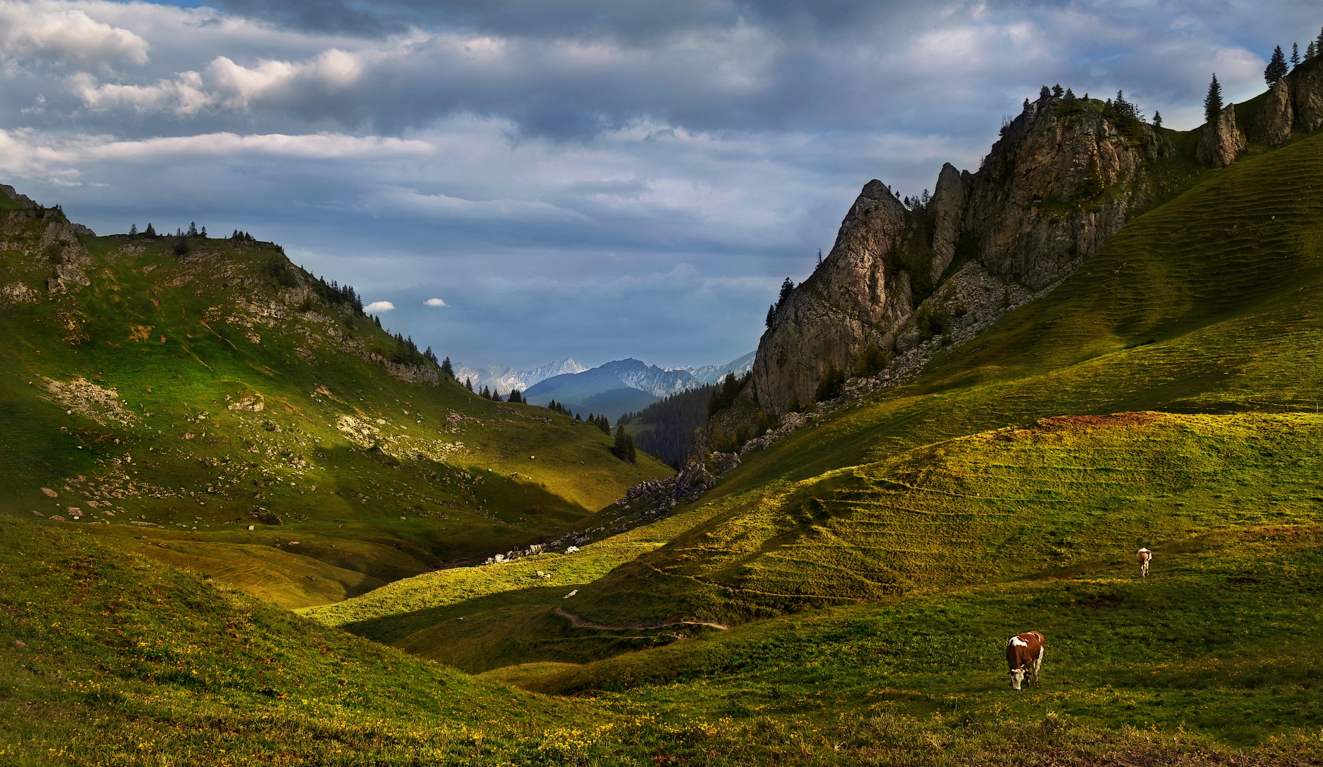 991073 免費下載壁紙 动物, 牛, 阿尔卑斯山, 山, 牧场 屏保和圖片