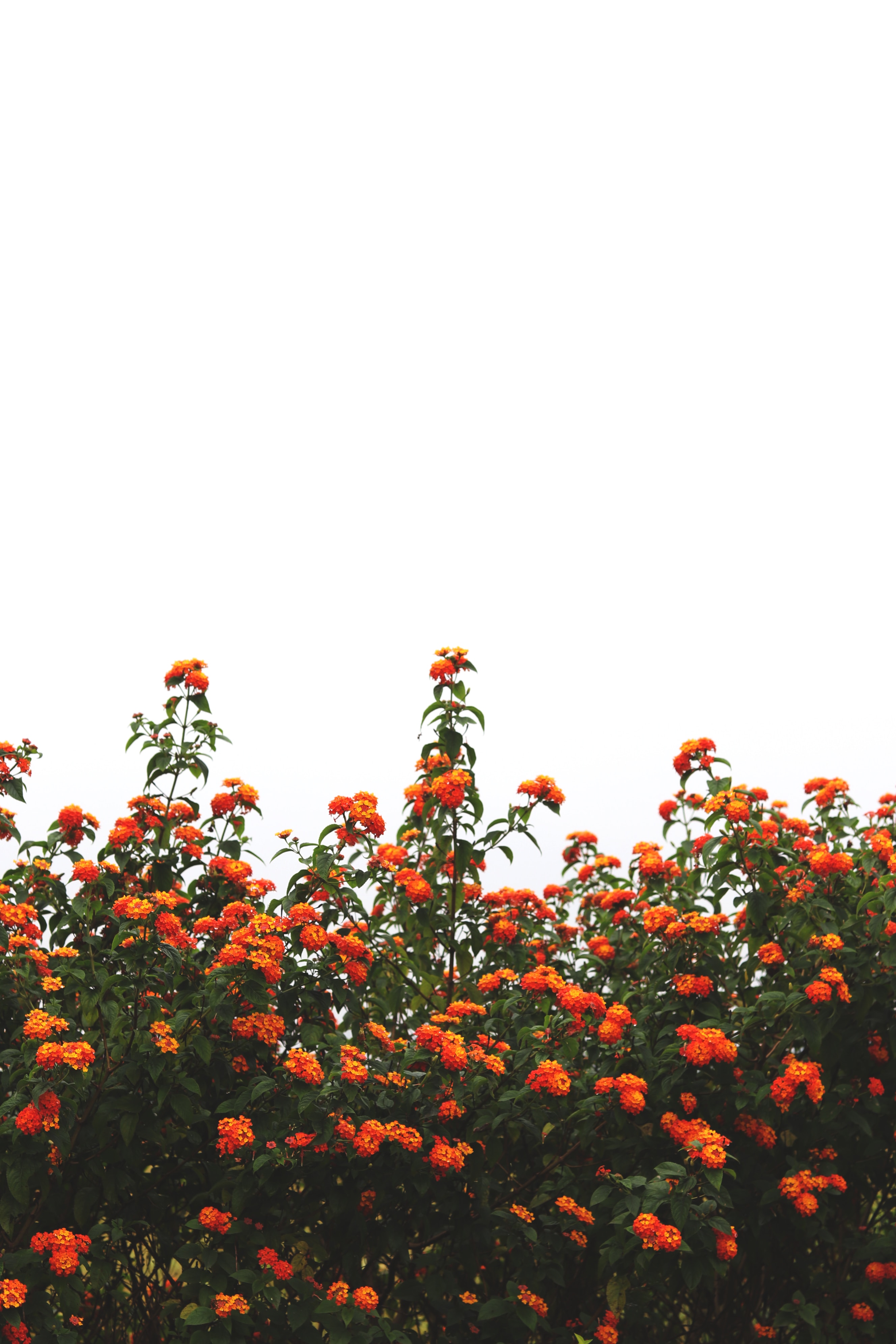 116012 Hintergrundbild herunterladen blumen, sky, bush, orange, blühen, blühenden - Bildschirmschoner und Bilder kostenlos