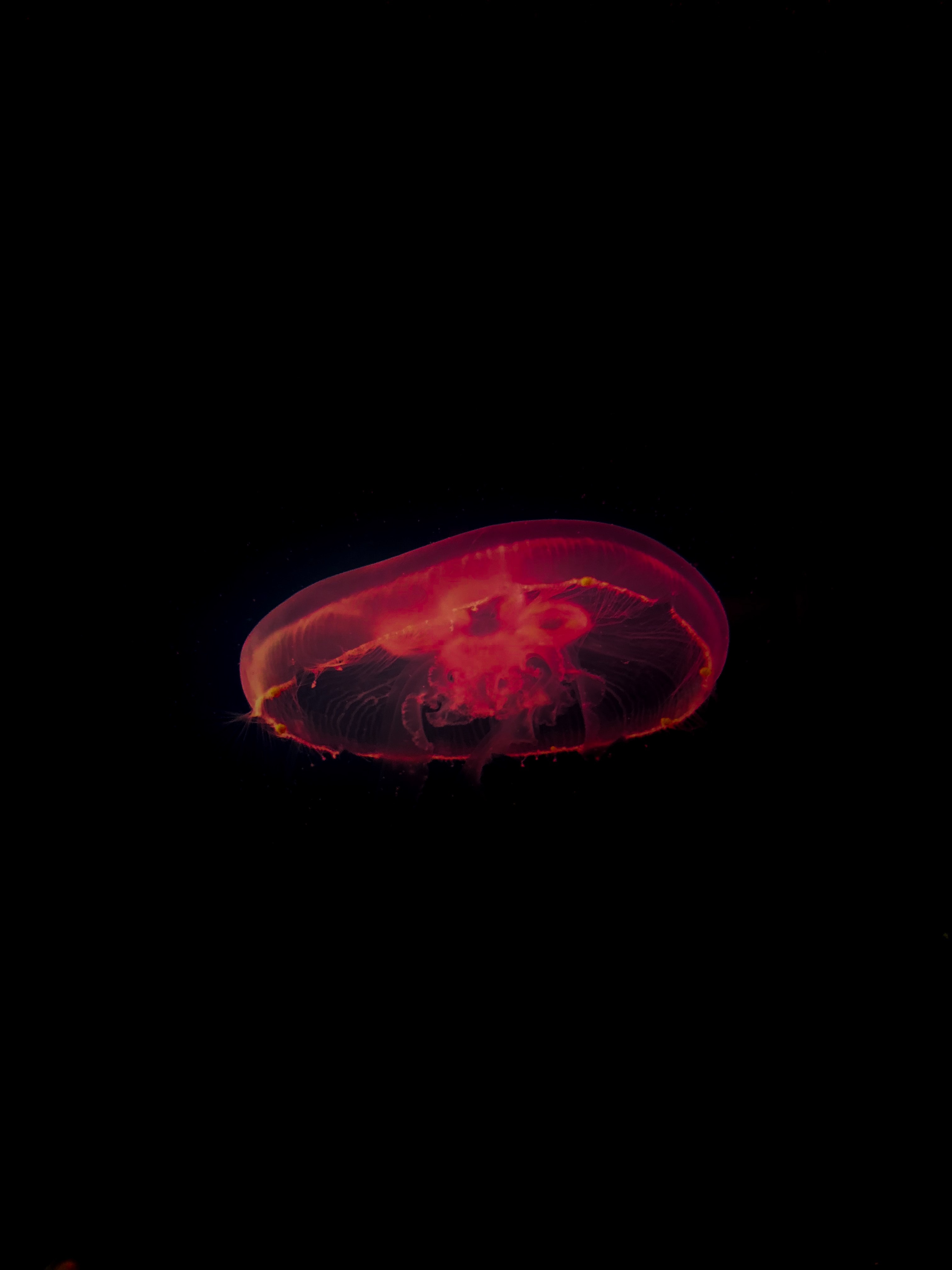 under water, depth, jellyfish, red, dark, underwater mobile wallpaper