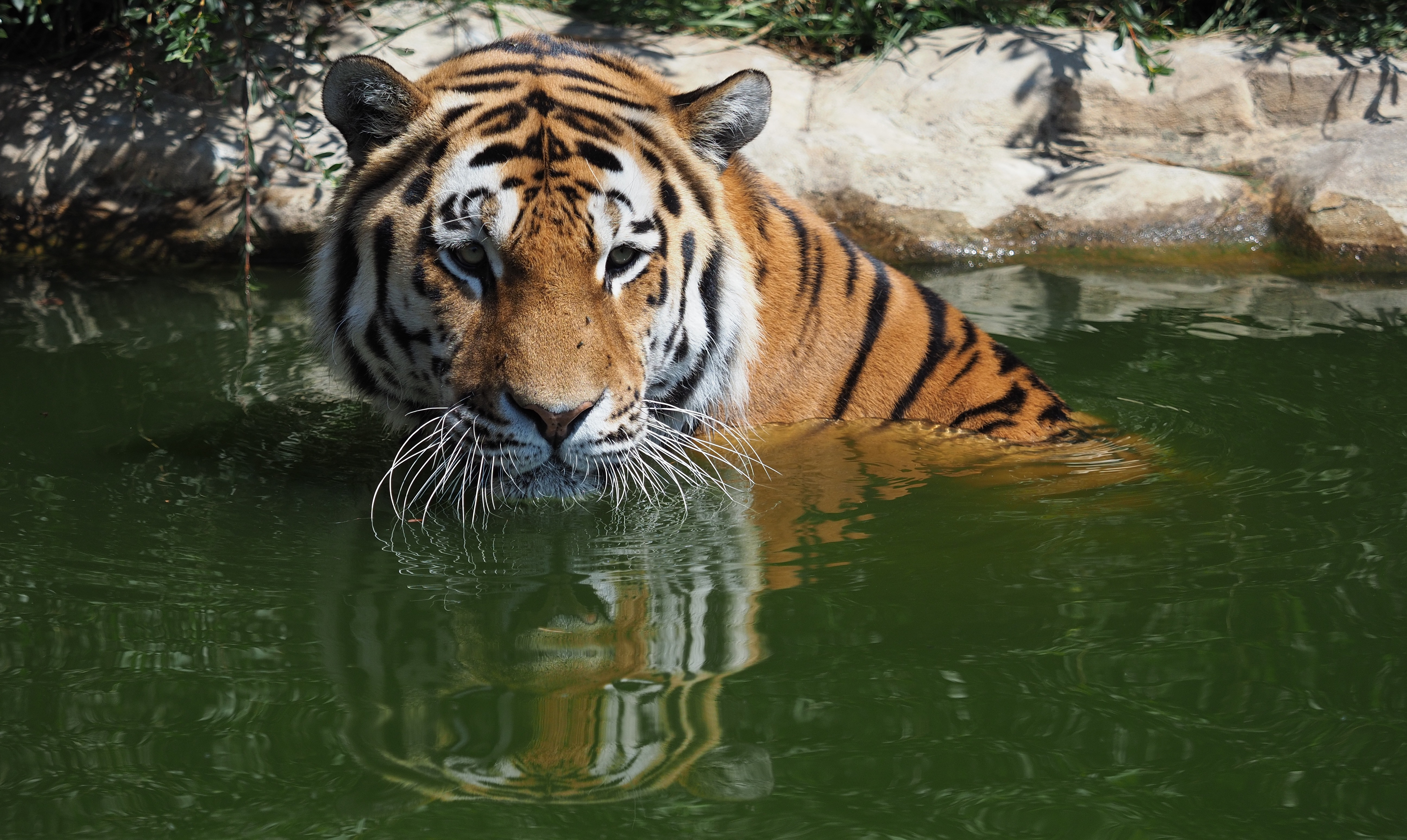 440521 Hintergrundbild herunterladen tiere, tiger, zoo, katzen - Bildschirmschoner und Bilder kostenlos