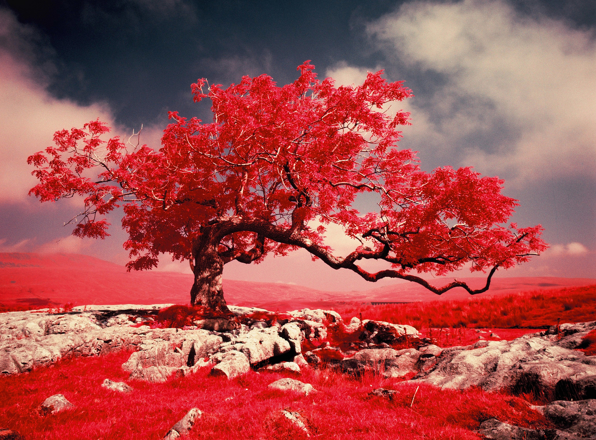 Красный пейзаж