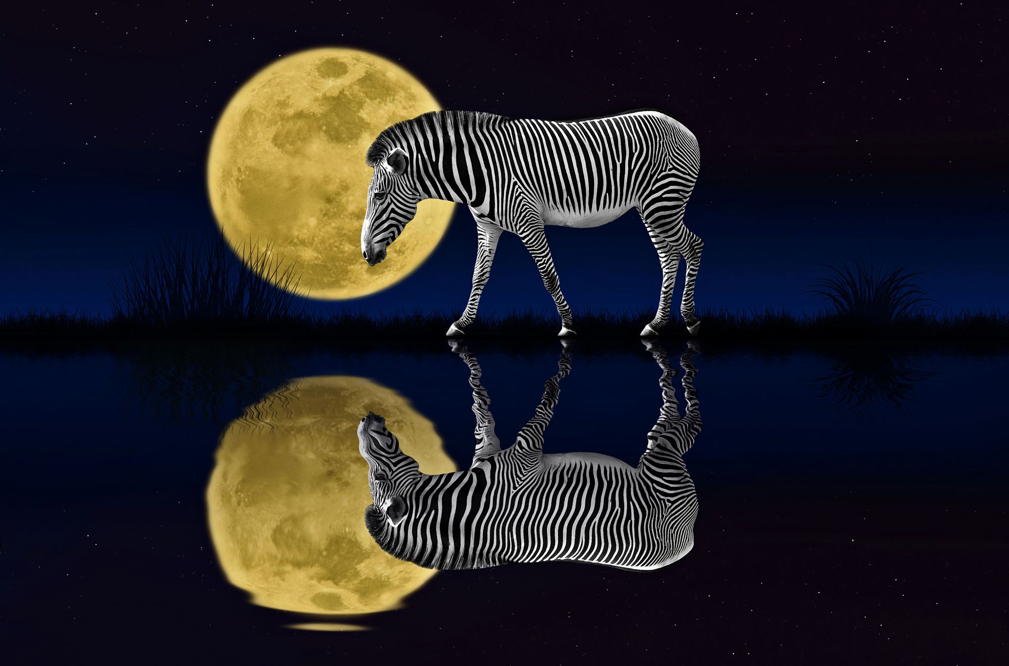 animal, zebra, moon, reflection