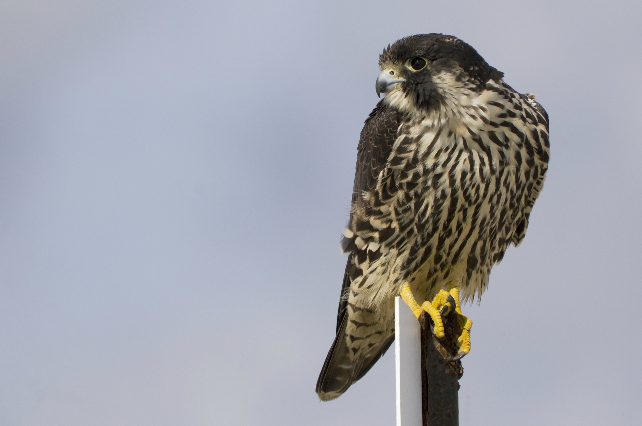 peregrine falcon, animals, bird, sight, opinion, profile, gray background, grey background
