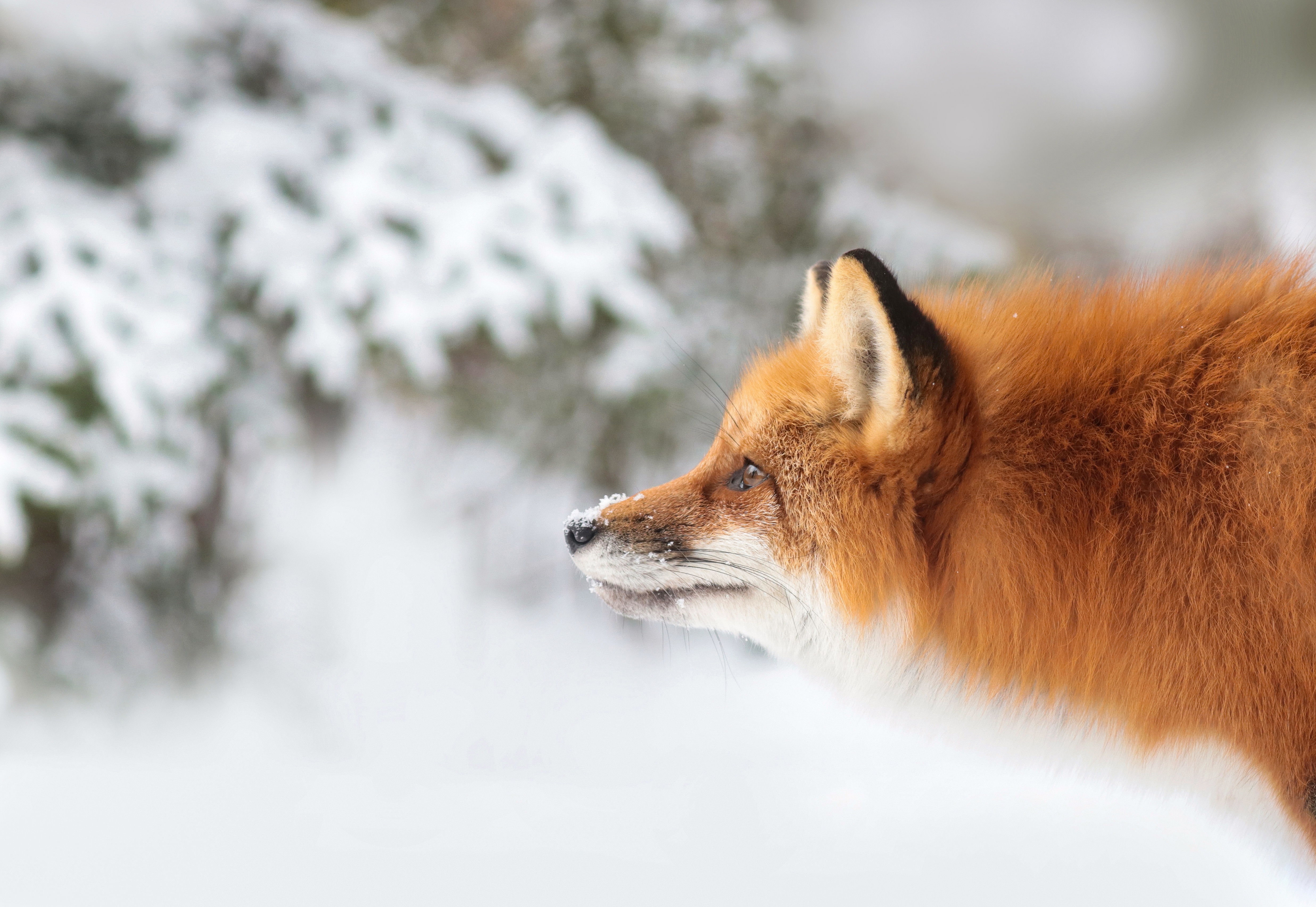 зимние лисы картинки