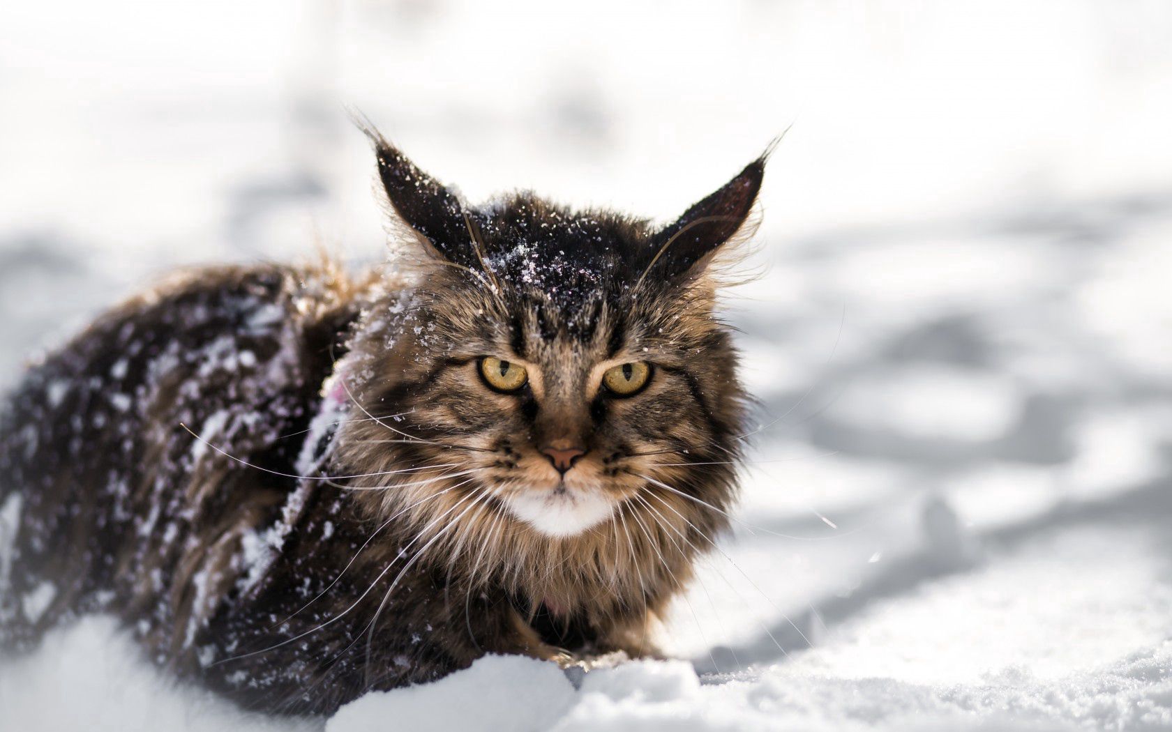 Laden Sie das Der Kater, Meinkun, Schnee, Flauschige, Amerikanische Waldkatze, Tiere, Katze-Bild kostenlos auf Ihren PC-Desktop herunter