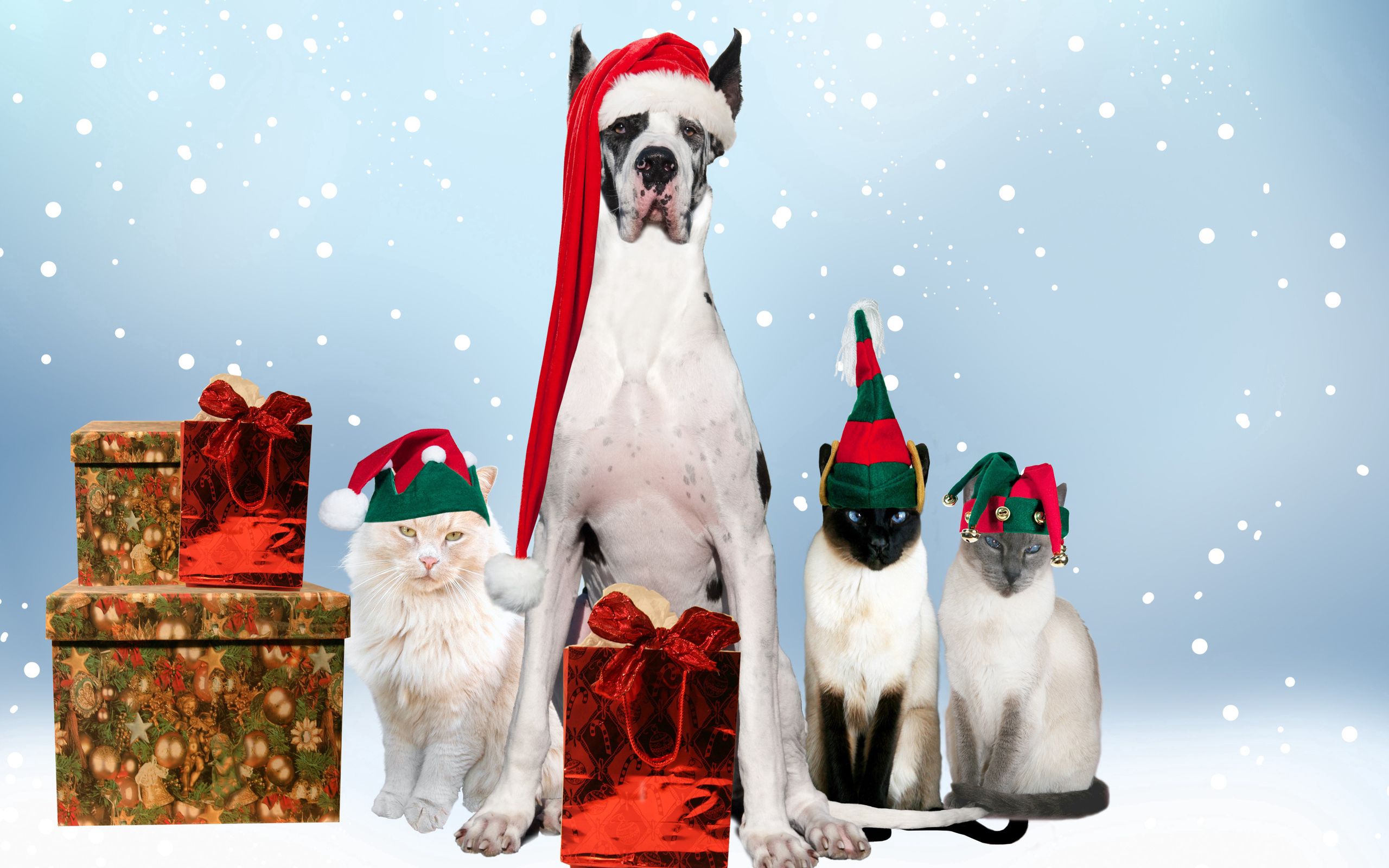 155312 免費下載壁紙 动物, 猫, 狗, 新年, 猫咪, 服装, 节日, 喜庆的 屏保和圖片