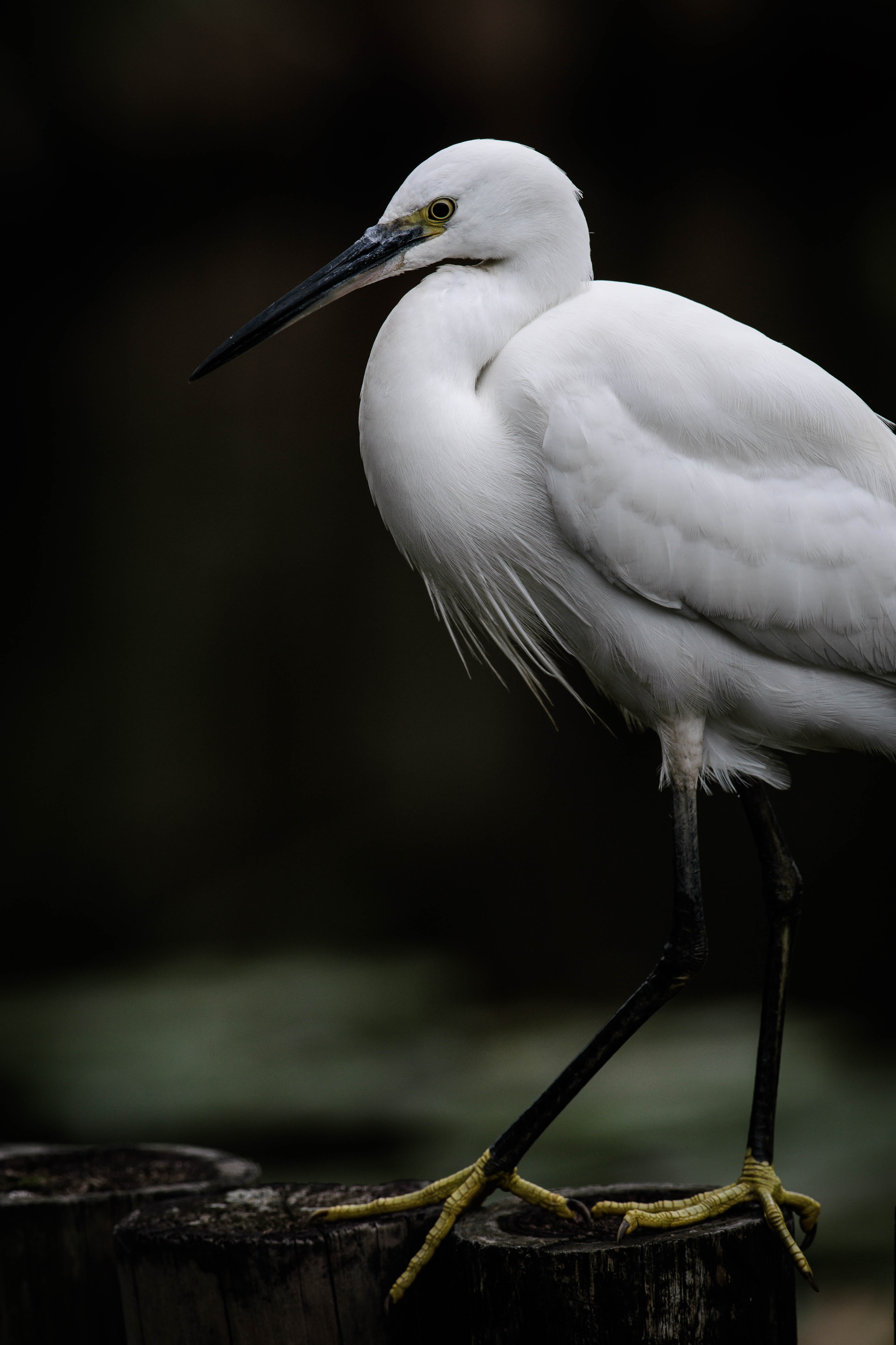 Download mobile wallpaper Egret, White Heron, Animals, Bird for free.