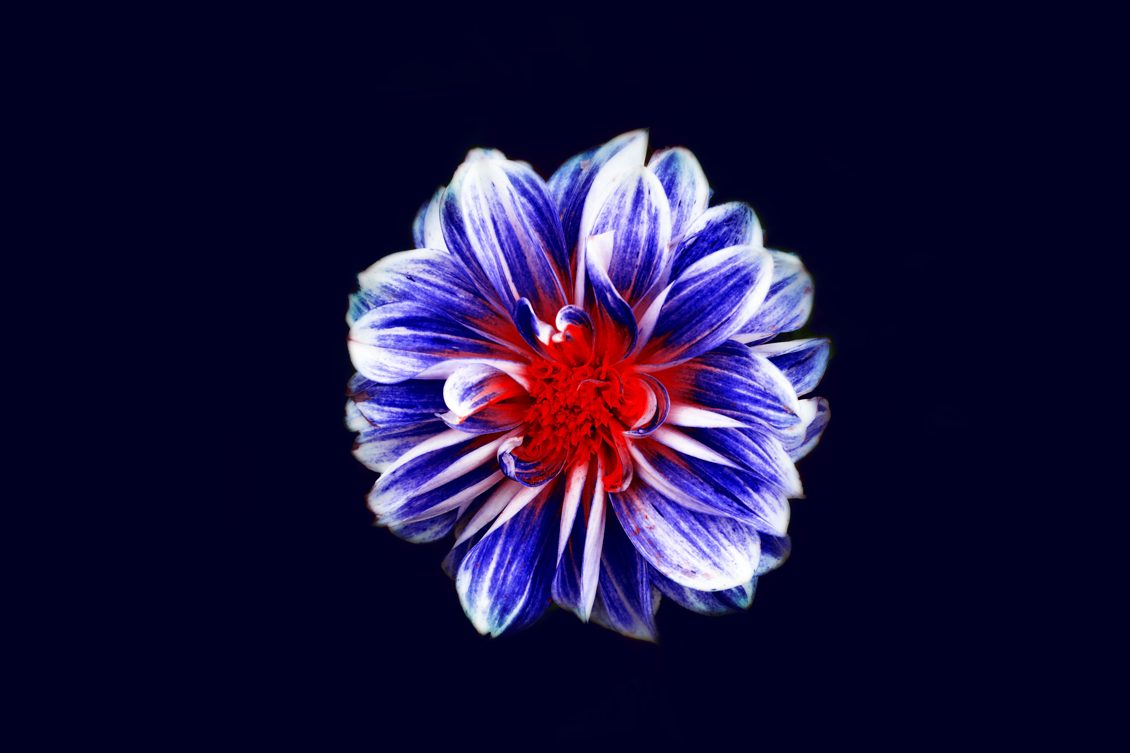 Download mobile wallpaper Bud, Petals, Flower, Flowers, Violet, Purple for free.