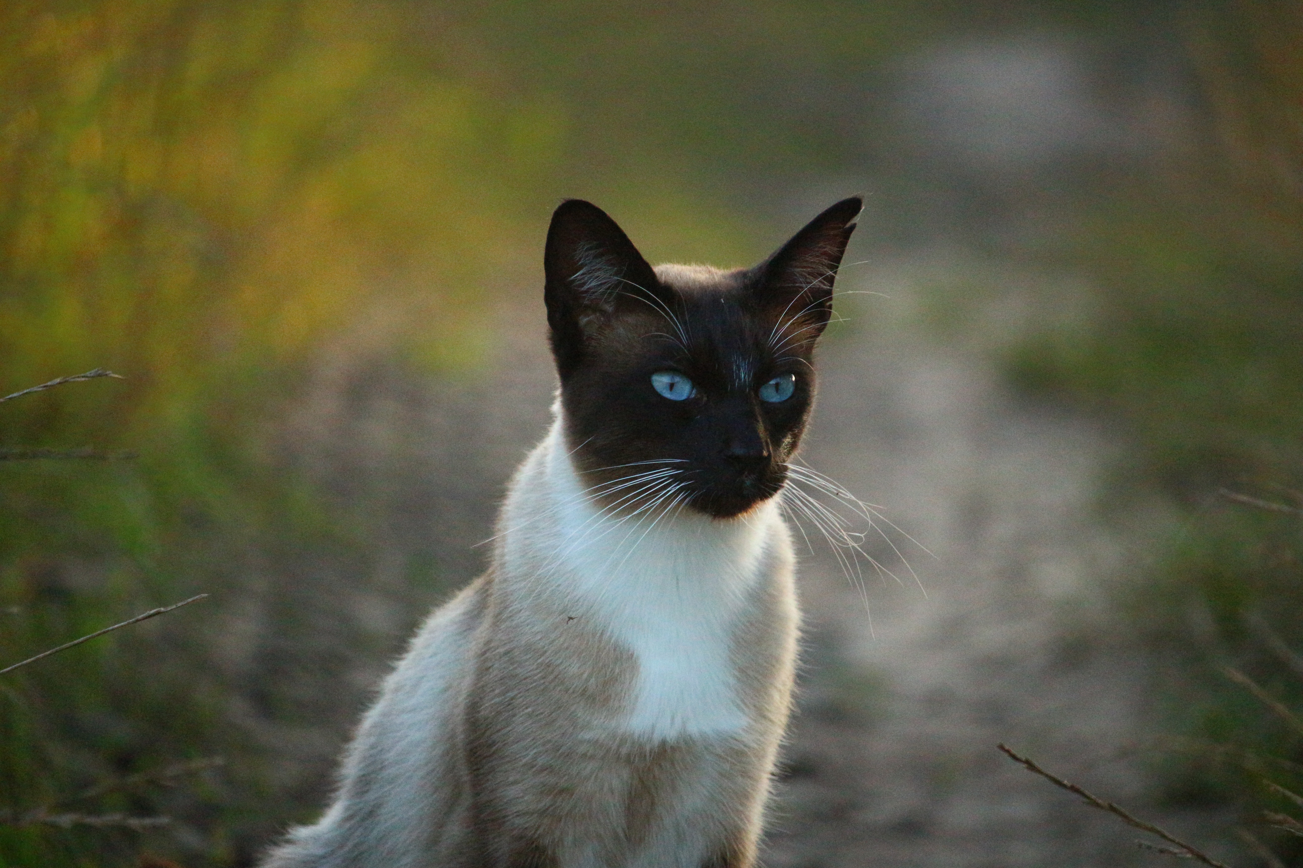 Download mobile wallpaper Siamese Cat, Animals, Blue Eyed, Cat for free.