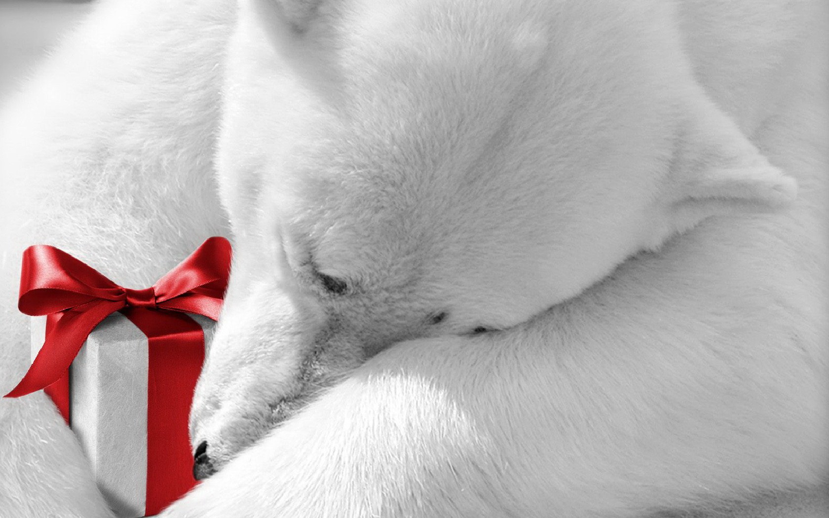 Download mobile wallpaper Polar Bear, Gift, Christmas, Holiday for free.