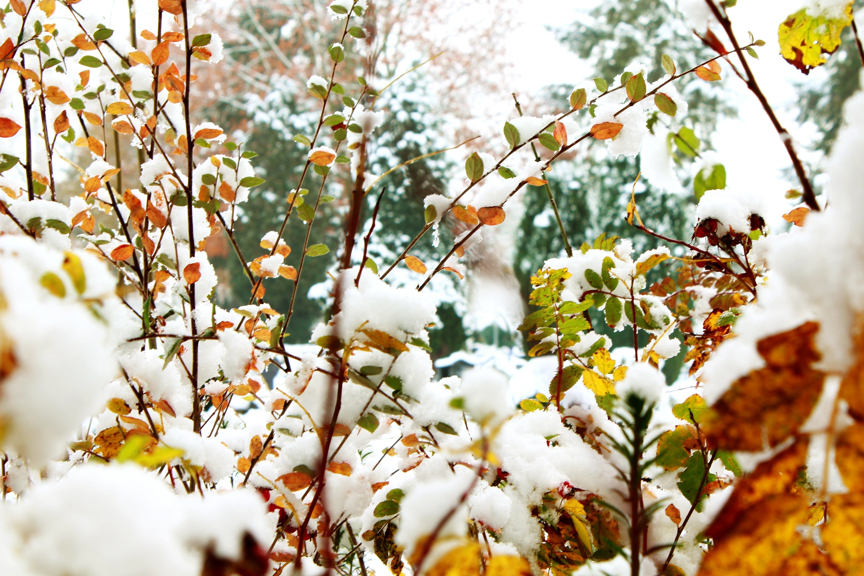 фото осени со снегом красивые картинки