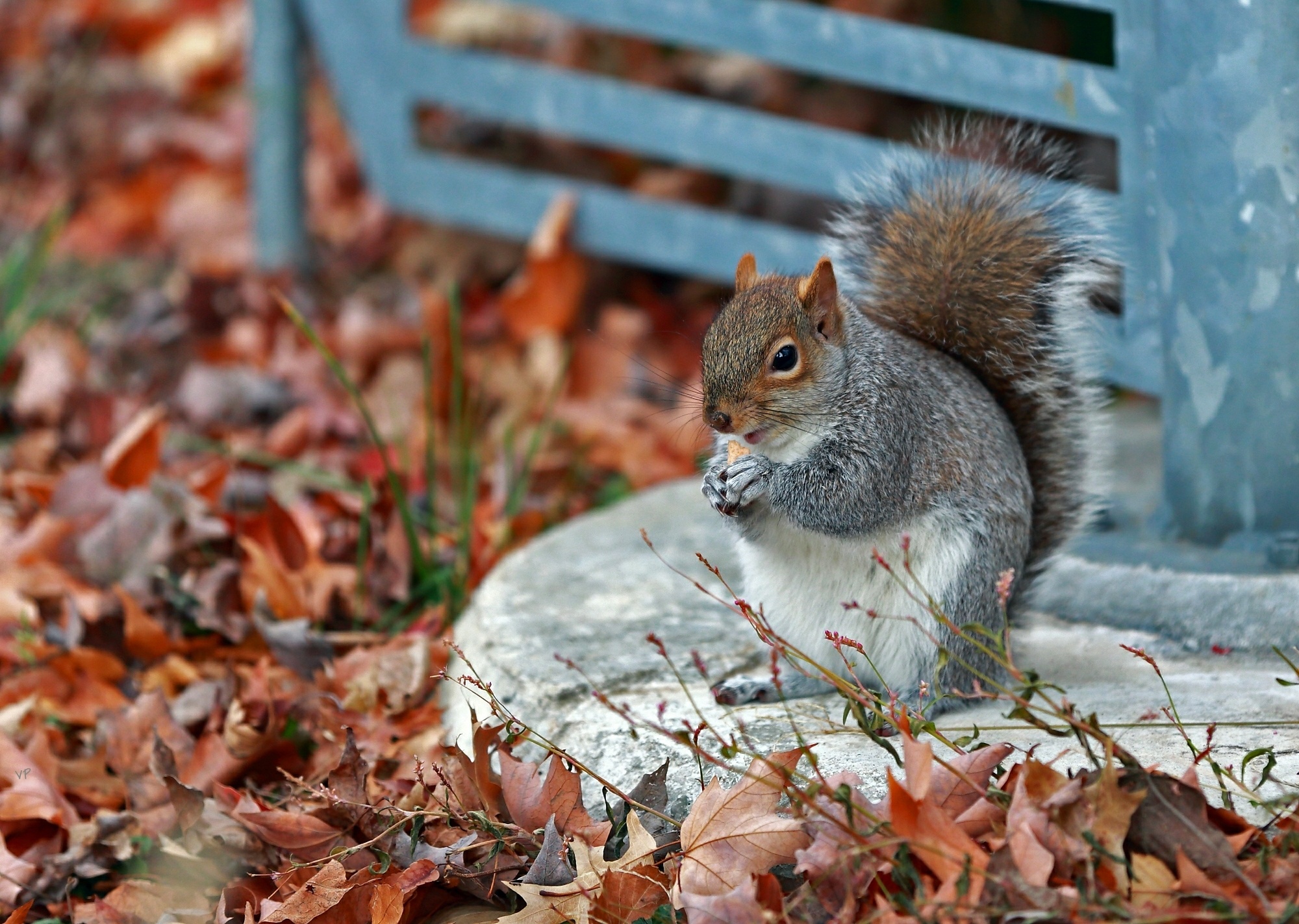 Laden Sie das Der Park, Grass, Blätter, Park, Eichhörnchen, Herbst, Tiere-Bild kostenlos auf Ihren PC-Desktop herunter