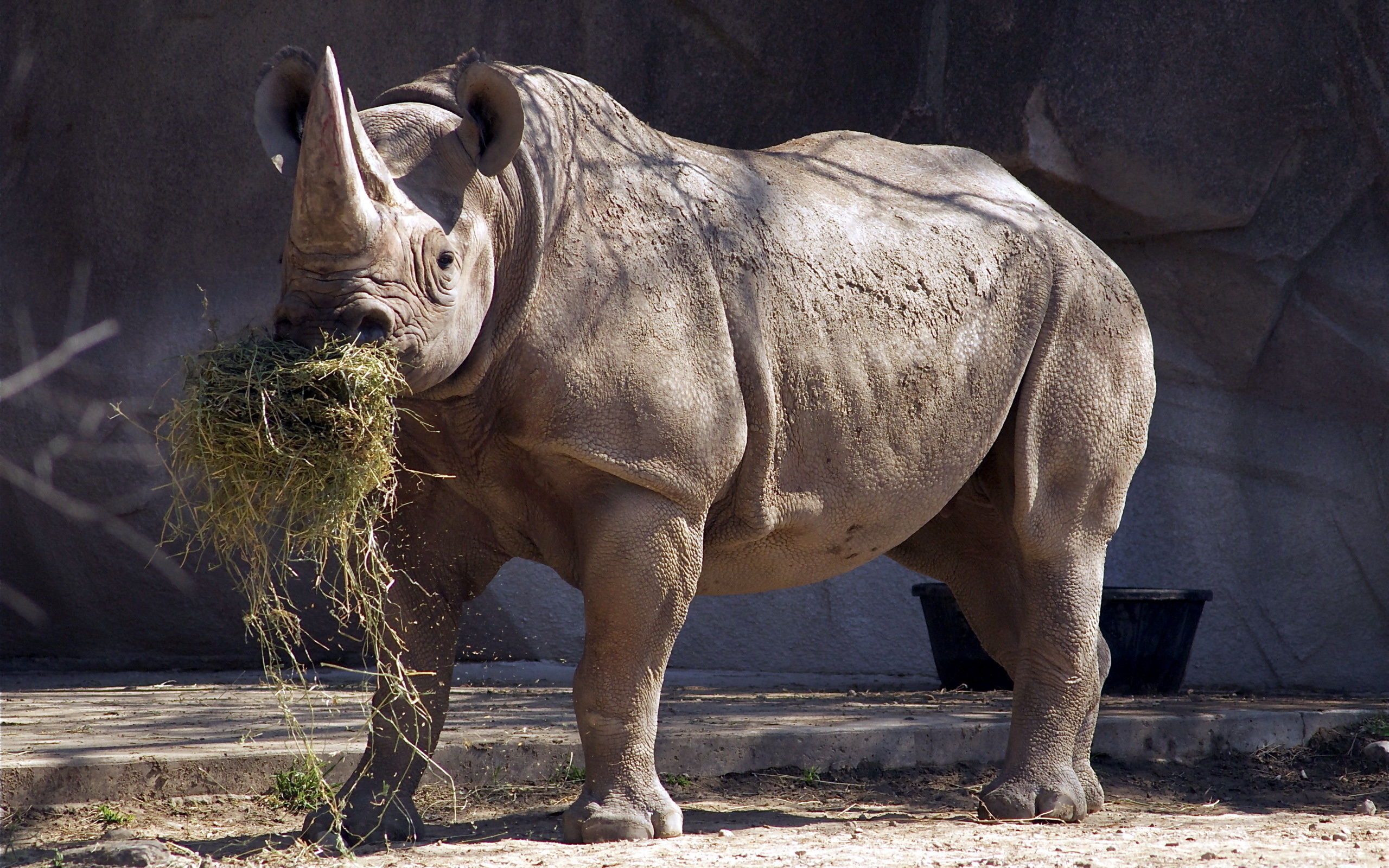 rhinoceros, animal, rhino HD wallpaper