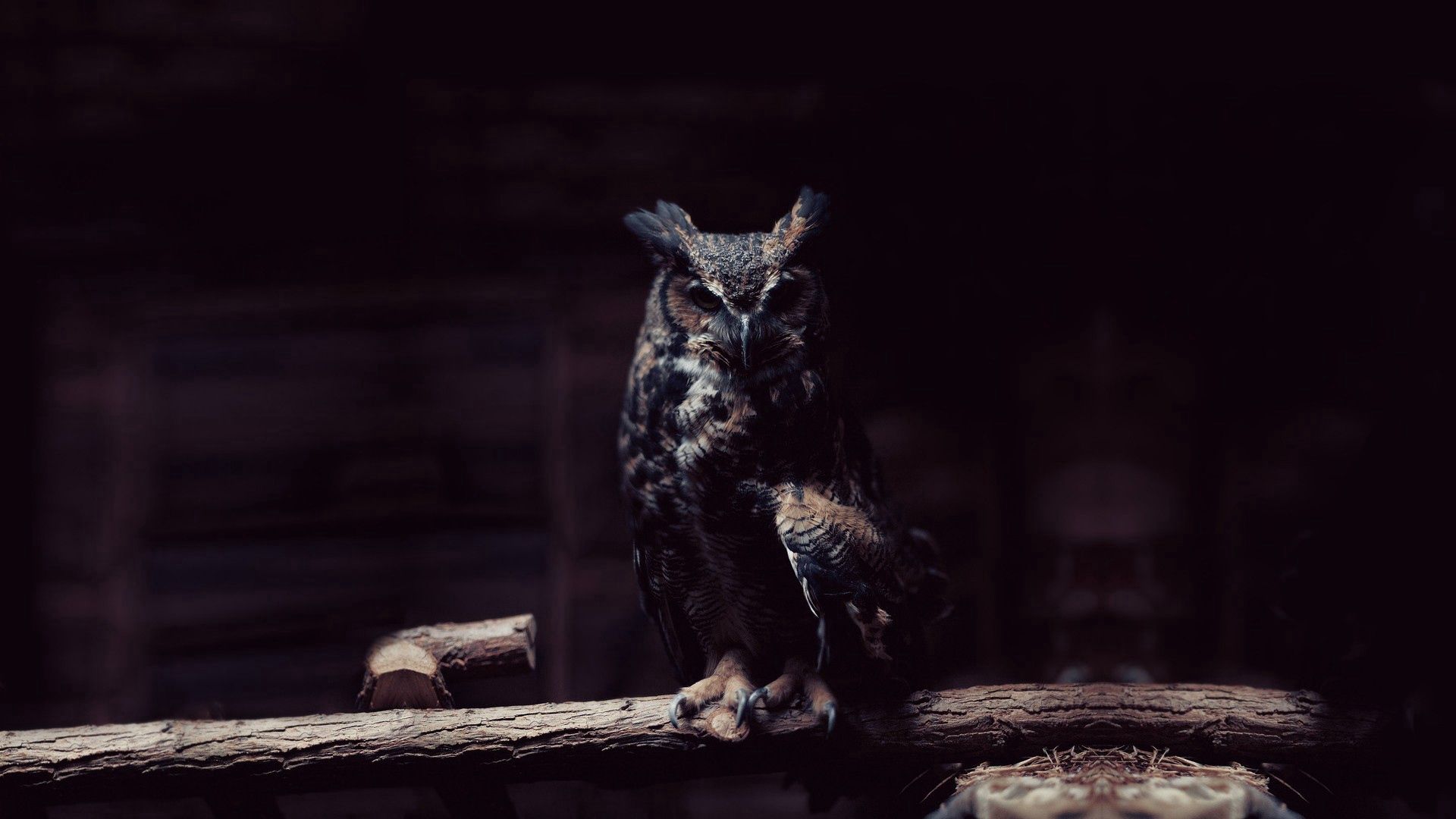 owl, dark, animals, sit, branch, shadow Full HD