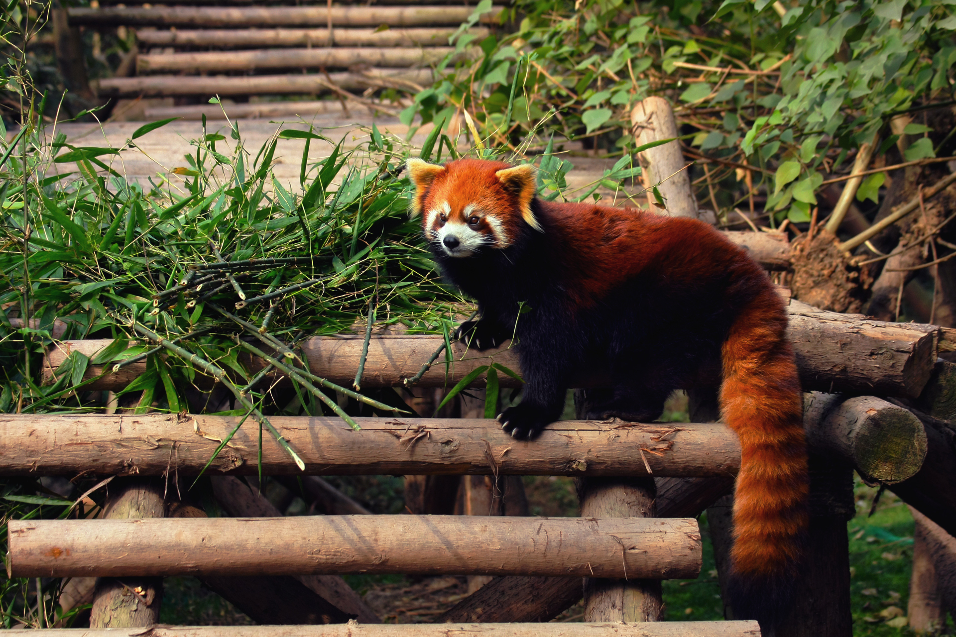 225801 Bild herunterladen tiere, kleiner panda - Hintergrundbilder und Bildschirmschoner kostenlos